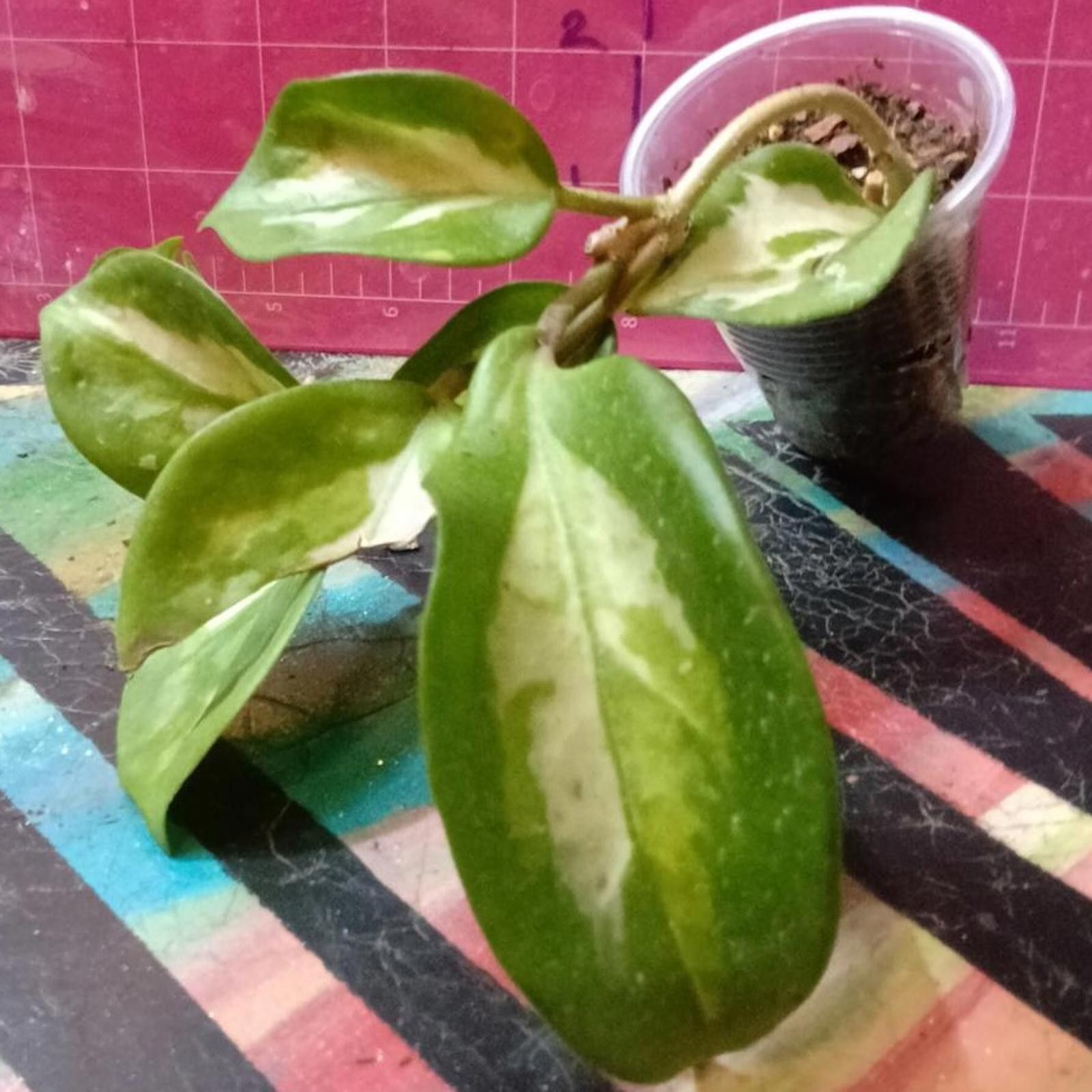 Other Variegated Hoya Plant Cuttings Size ONE SIZE - 1 Thumbnail
