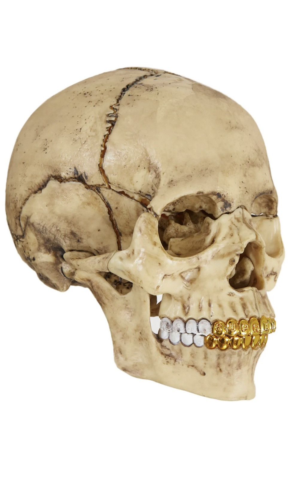 image of Supreme 4D Model Human Skull in Beige, Men's