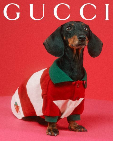Gucci Gucci Pet Striped T-shirt with Patch size L Size ONE SIZE - 1 Thumbnail