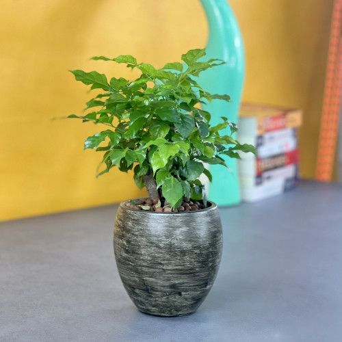Designer × Homemade Smart Self-watering Round Planter Pot for Indoor and Outdoor Size US L / EU 52-54 / 3 - 6 Thumbnail