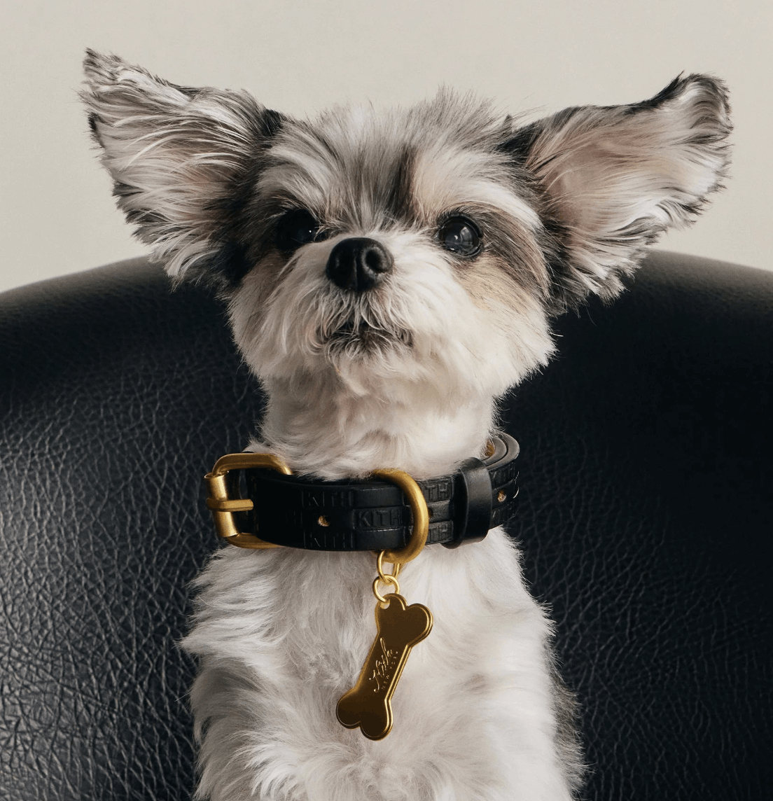 Kith (medium) Kith Monogram Leather Collar - Black Size ONE SIZE - 4 Thumbnail