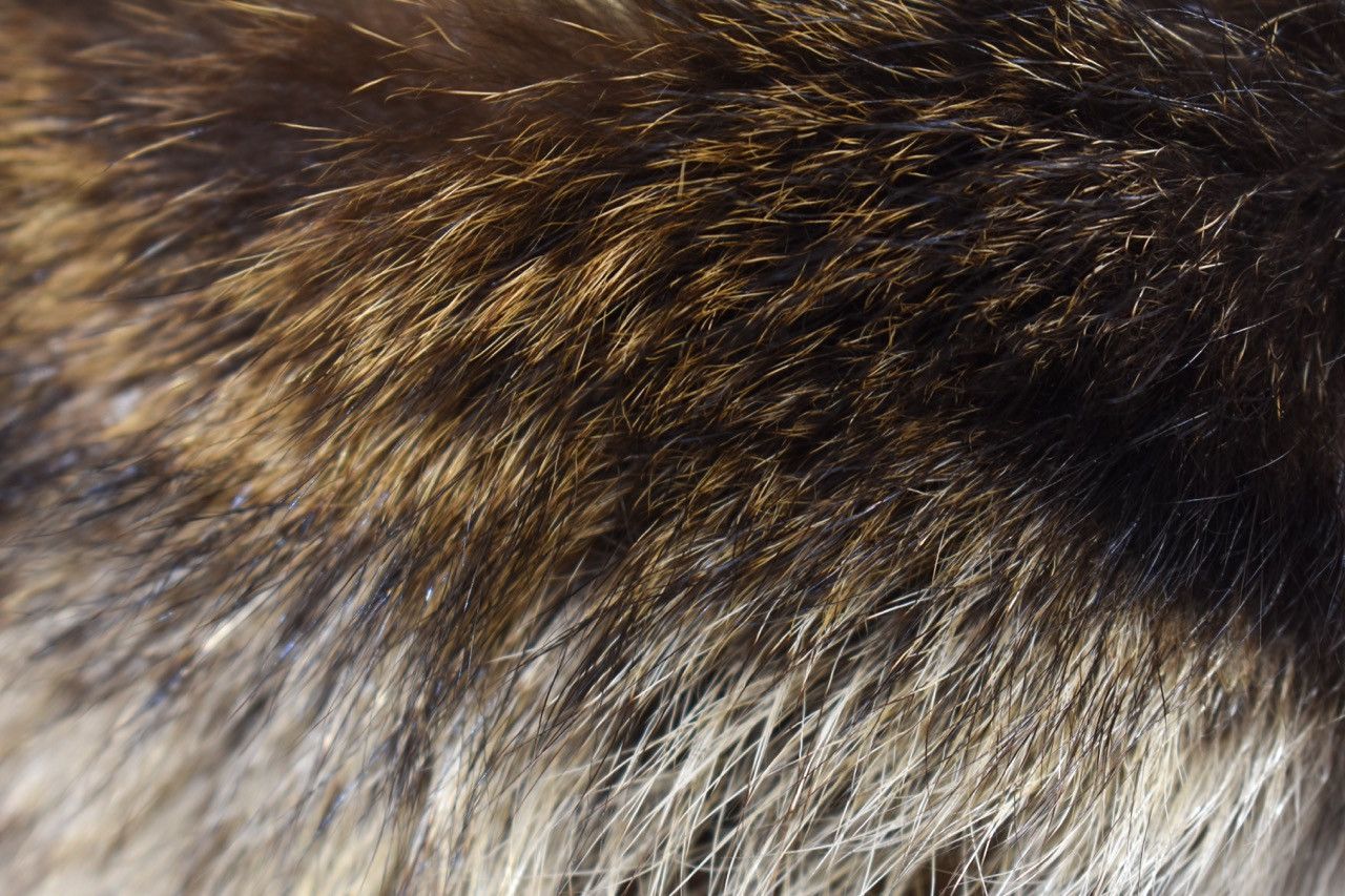 Other Sekanson Traditional Raccoon Skin Band Size ONE SIZE - 8 Thumbnail