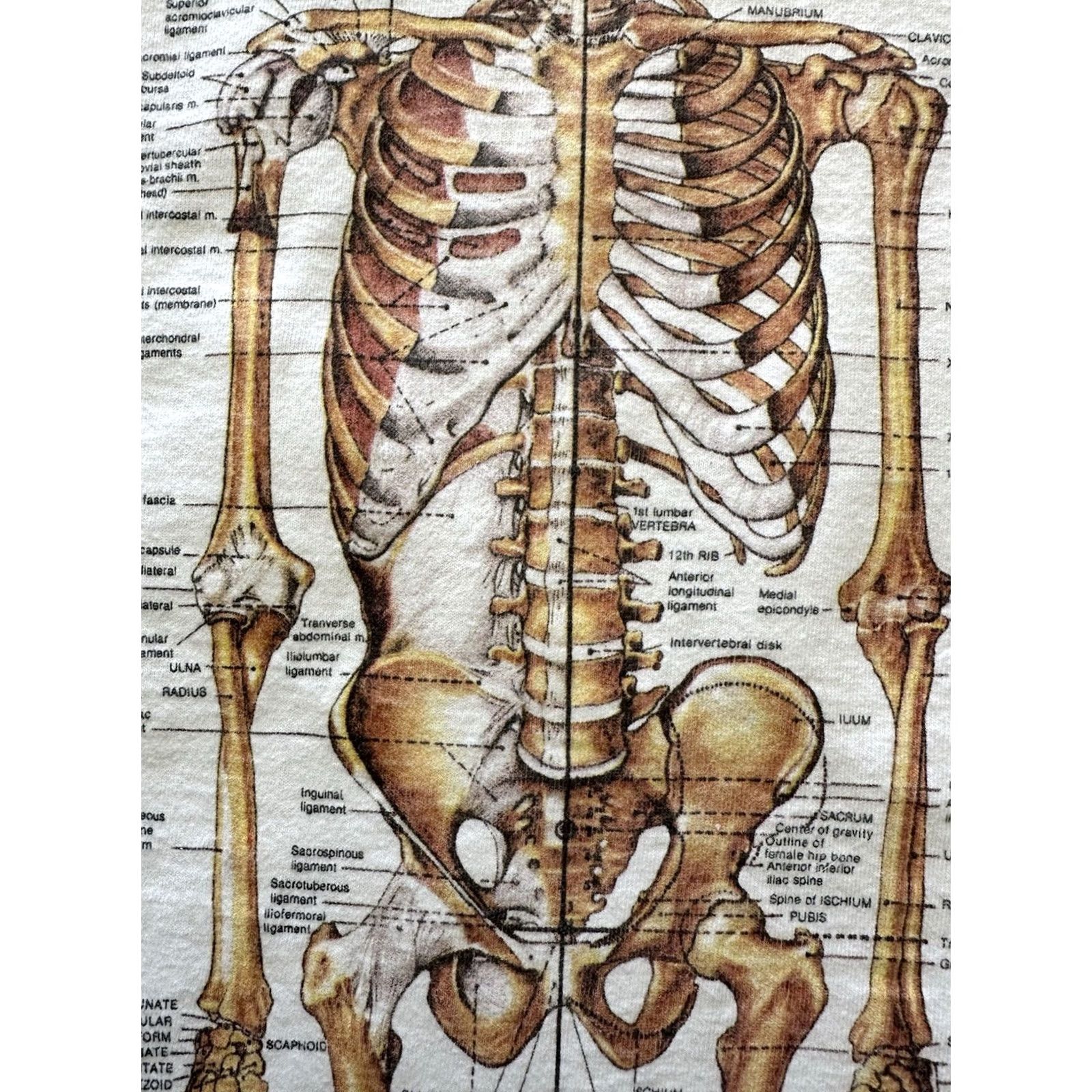 Fruit Of The Loom VINTAGE Nirvana 90s Human Anatomy Chart T Shirt Size L White Cotton Graphic Print Single Stitch Mens Size US L / EU 52-54 / 3 - 4 Thumbnail