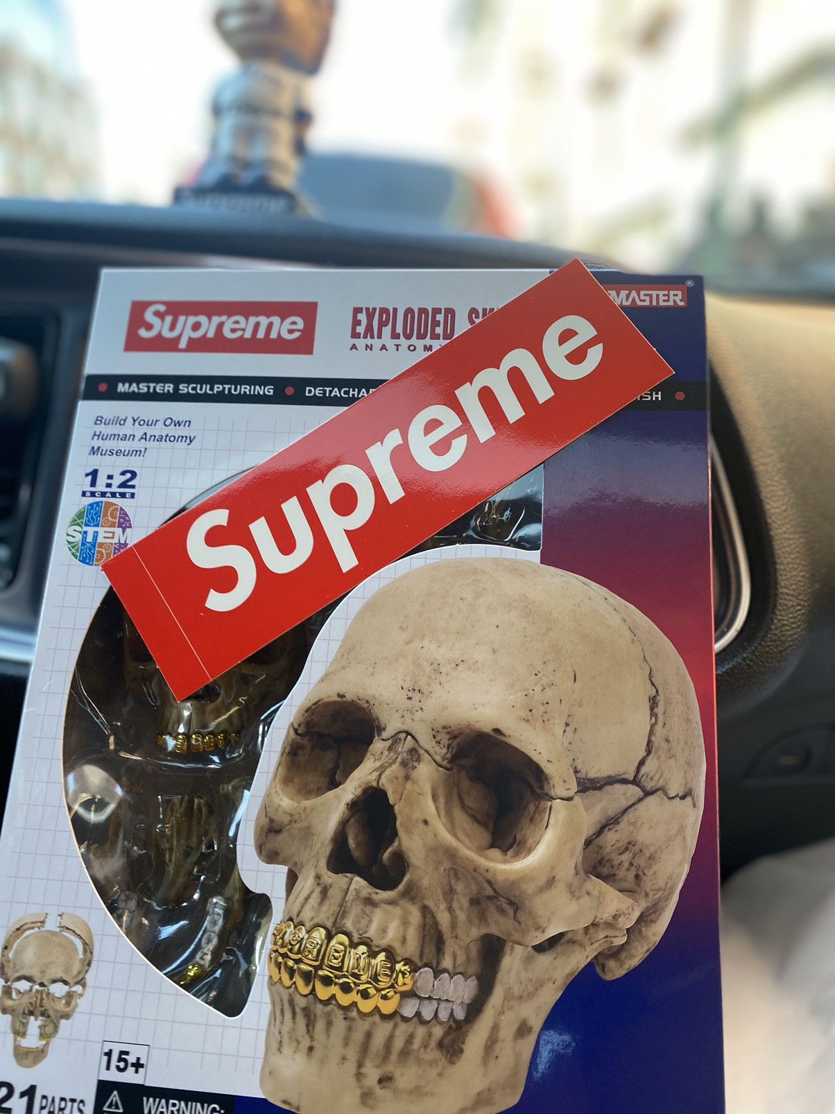 image of Supreme Exploded Skull Anatomy Model in Beige, Men's