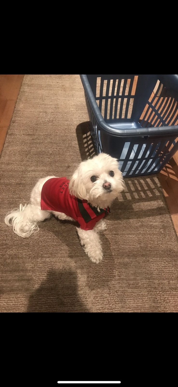 Gucci Gucci Dog Shirt Size ONE SIZE - 2 Thumbnail