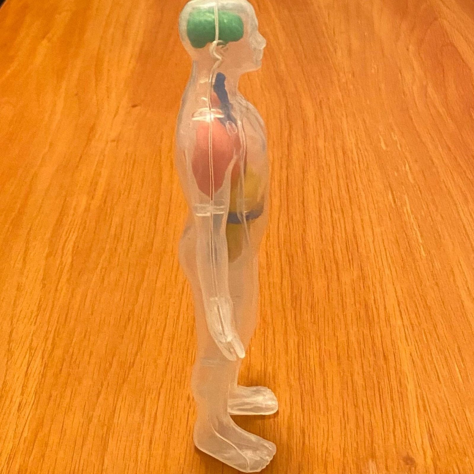 Other Human Body Anatomy Model Figure - Greenbrier - 8" H Size ONE SIZE - 3 Thumbnail