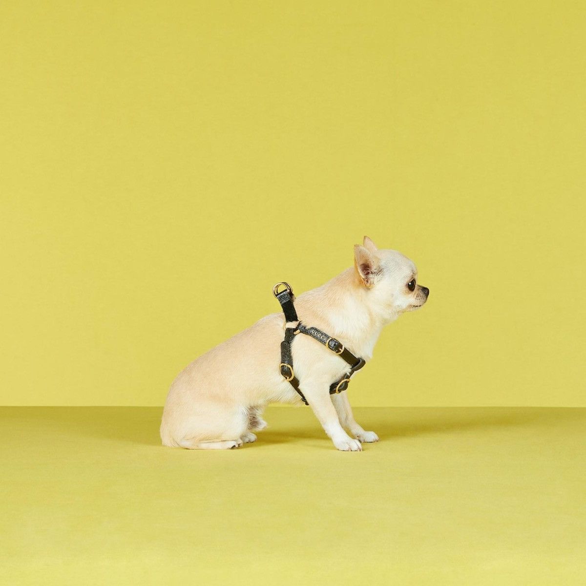 Gucci Gucci XS Pet Harness Size ONE SIZE - 3 Thumbnail