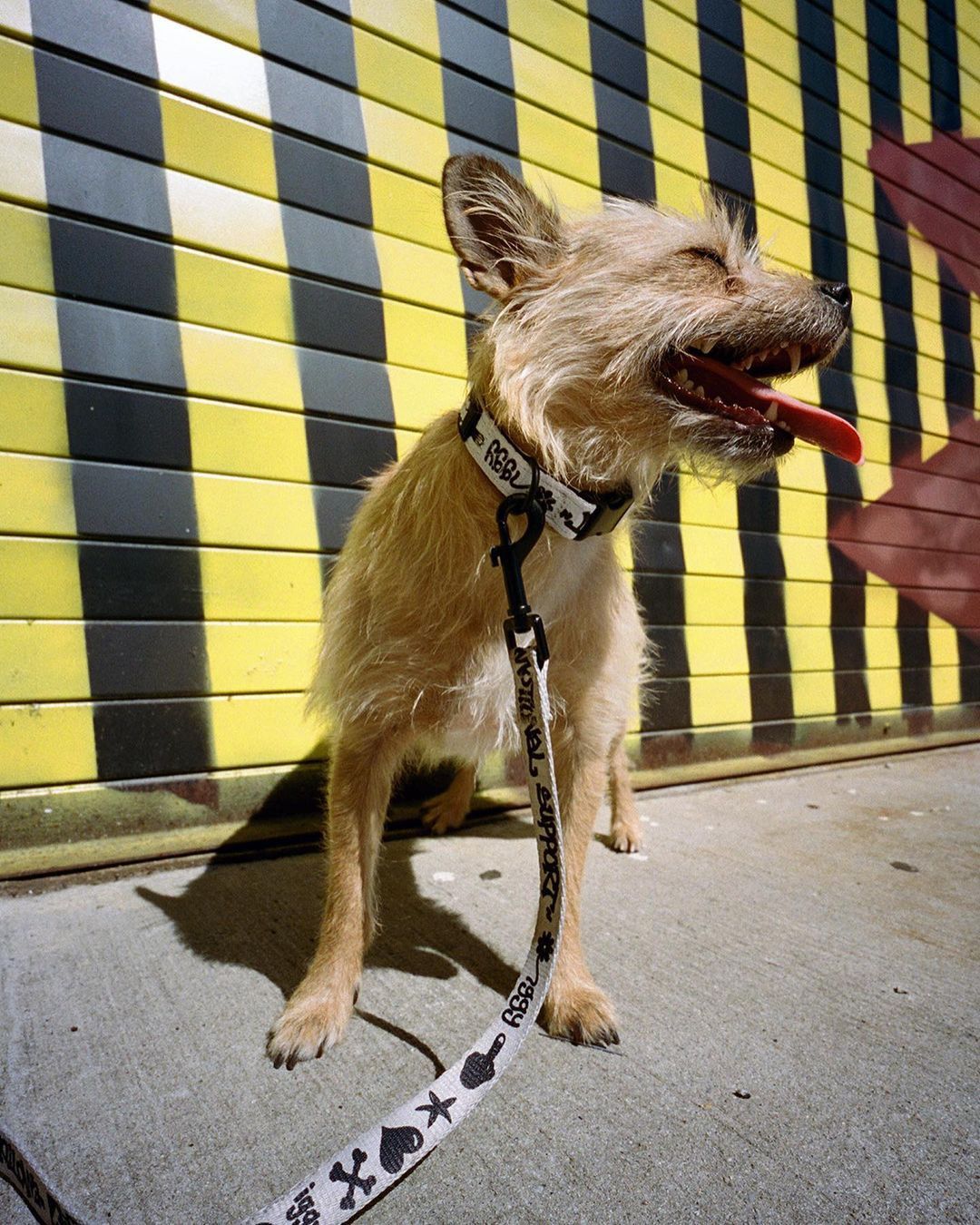 Iggy IGGY NYC DOG COLLAR AND LEASH SET Size ONE SIZE - 5 Thumbnail