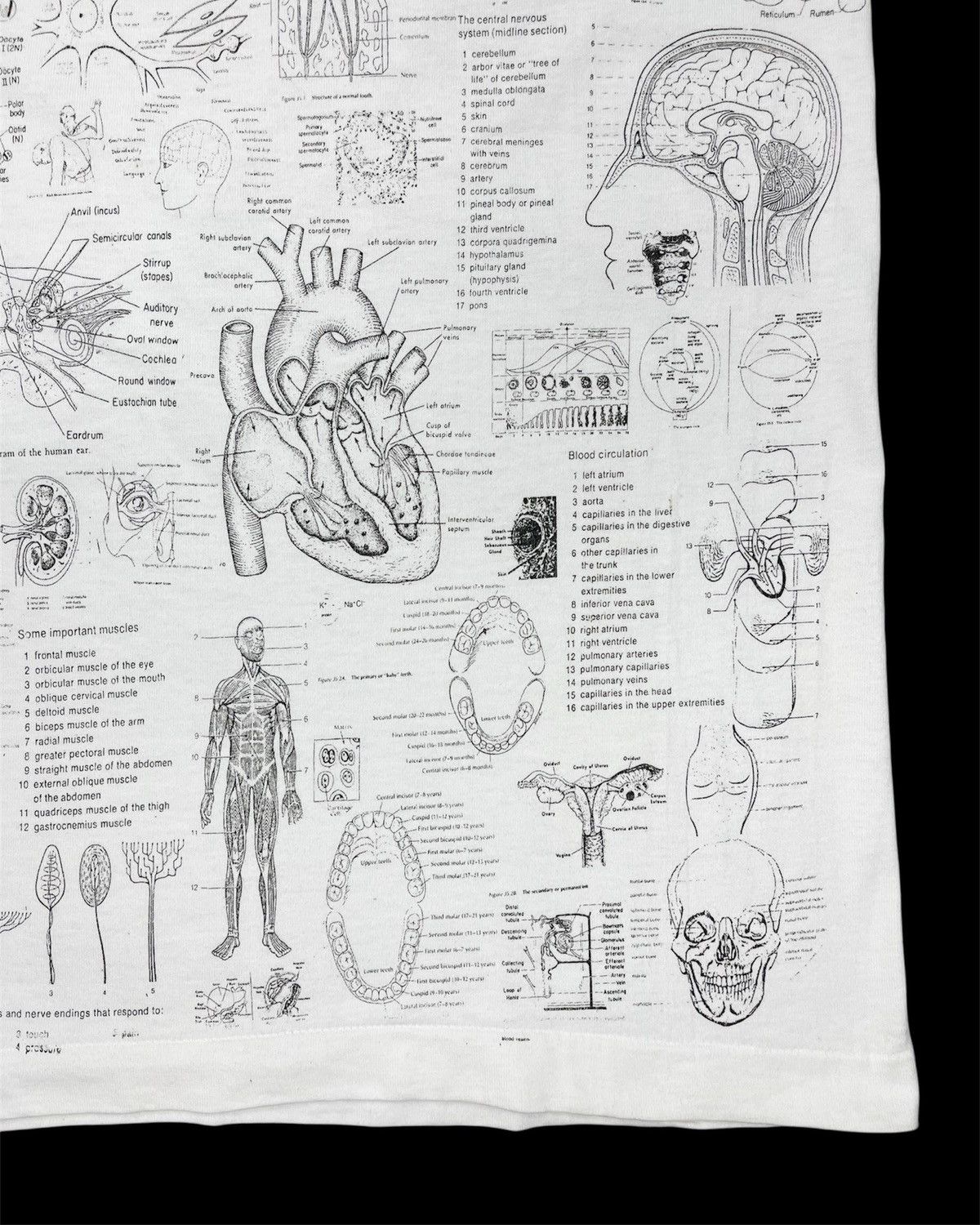 Vintage 1990s Blinded by Science Test Answer Anatomy Tee Size US M / EU 48-50 / 2 - 9 Thumbnail