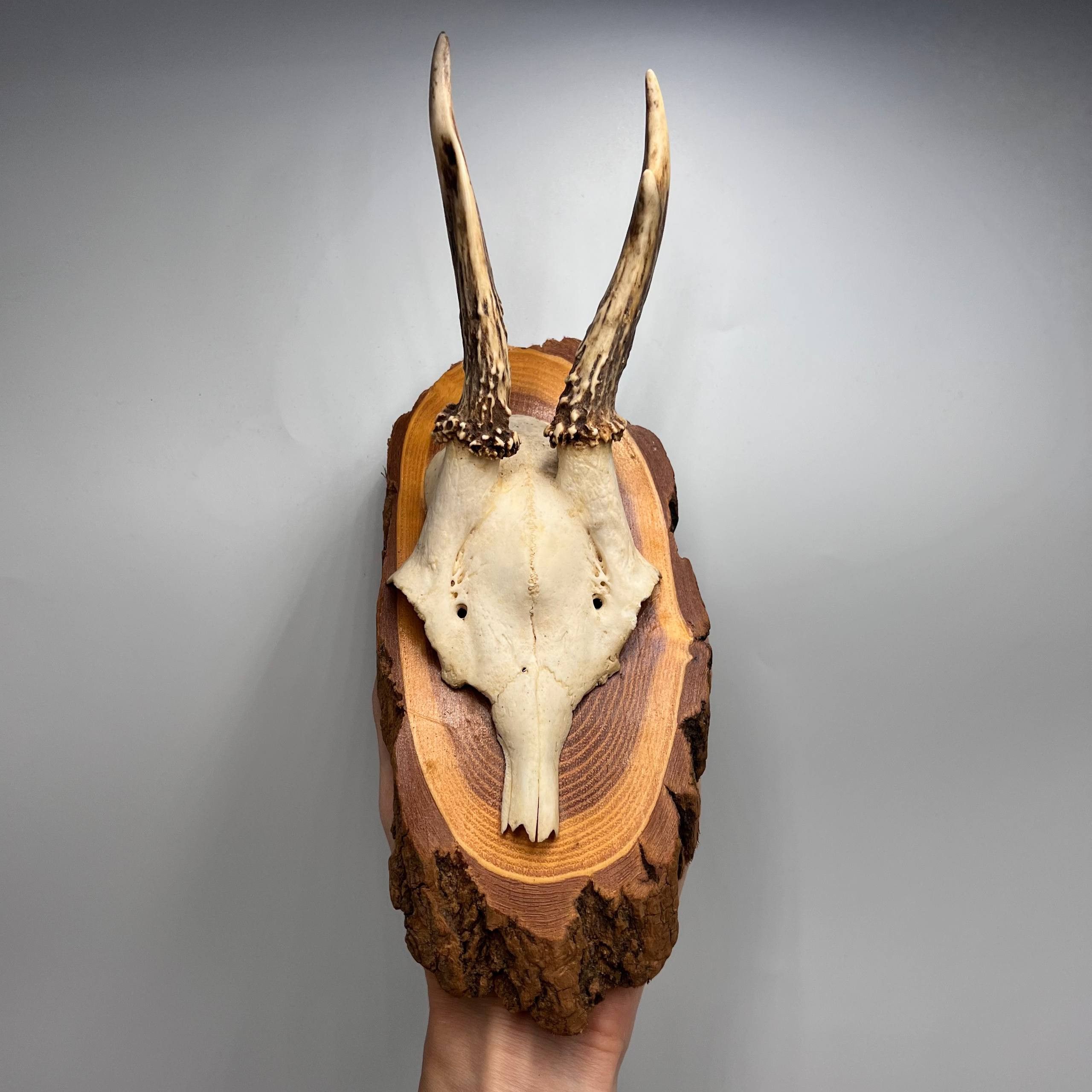 Vintage Roe Deer Antler Mount on Wooden Plaque Rustic Cabin