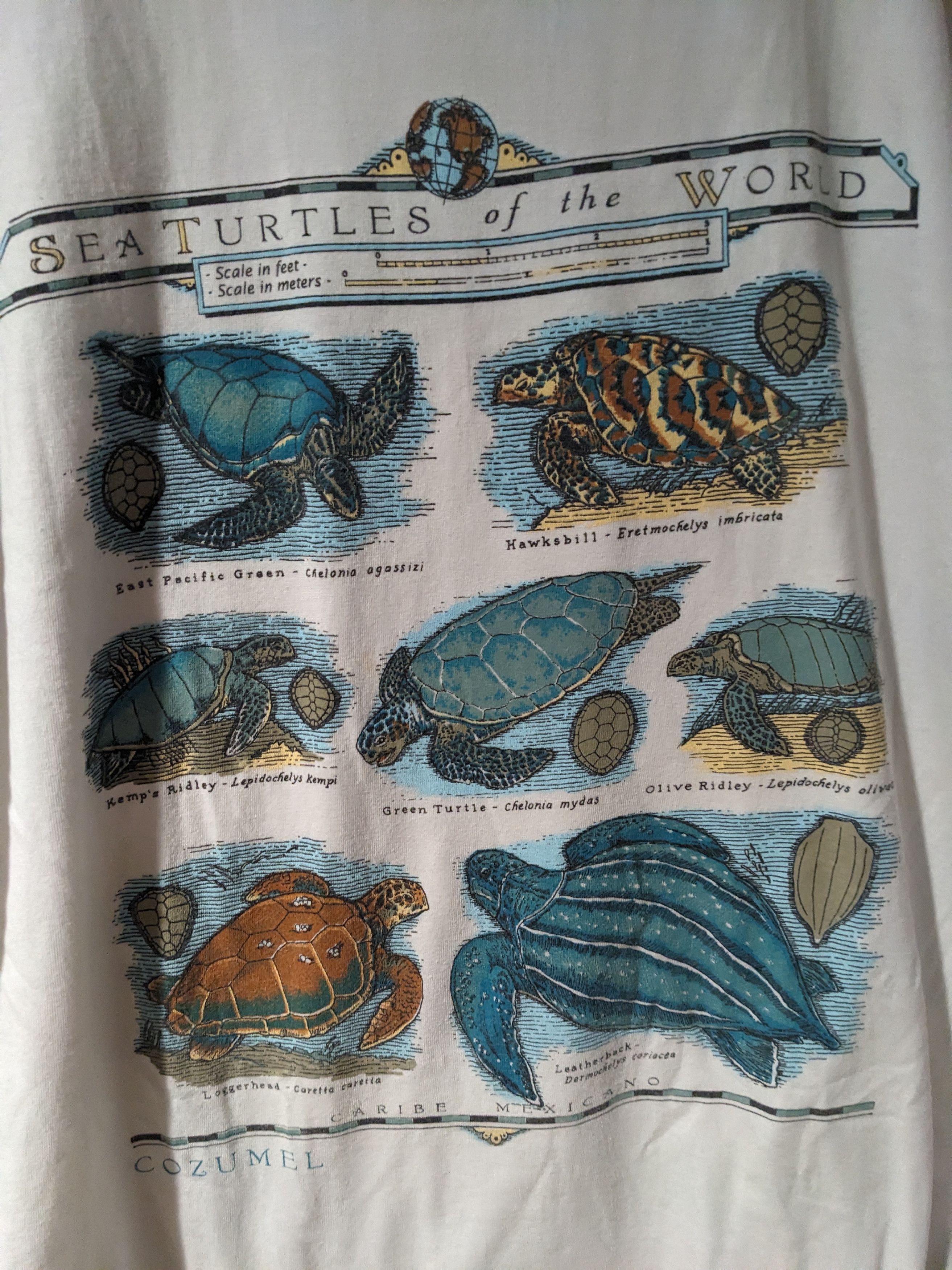 Vintage Vintage Sea Turtles of the World Animal Nature Large T-Shirt Size US L / EU 52-54 / 3 - 2 Thumbnail