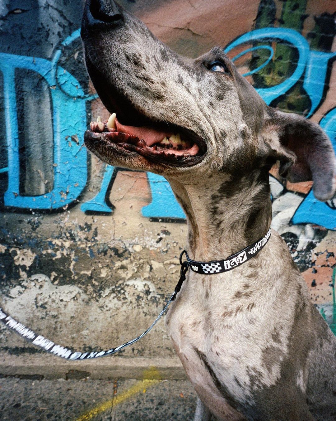 Iggy IGGY NYC DOG COLLAR AND LEASH SET Size ONE SIZE - 6 Thumbnail