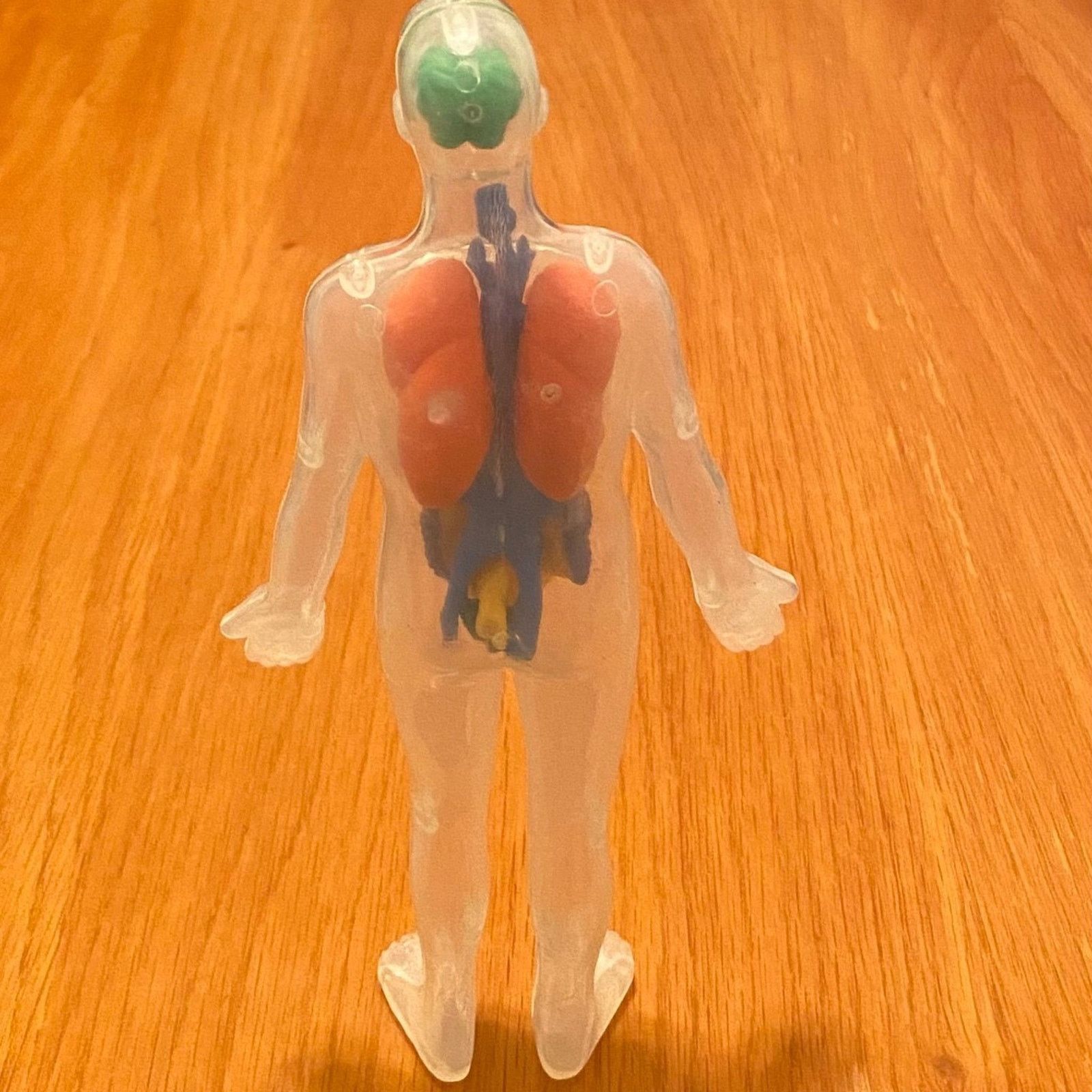 Other Human Body Anatomy Model Figure - Greenbrier - 8" H Size ONE SIZE - 2 Thumbnail
