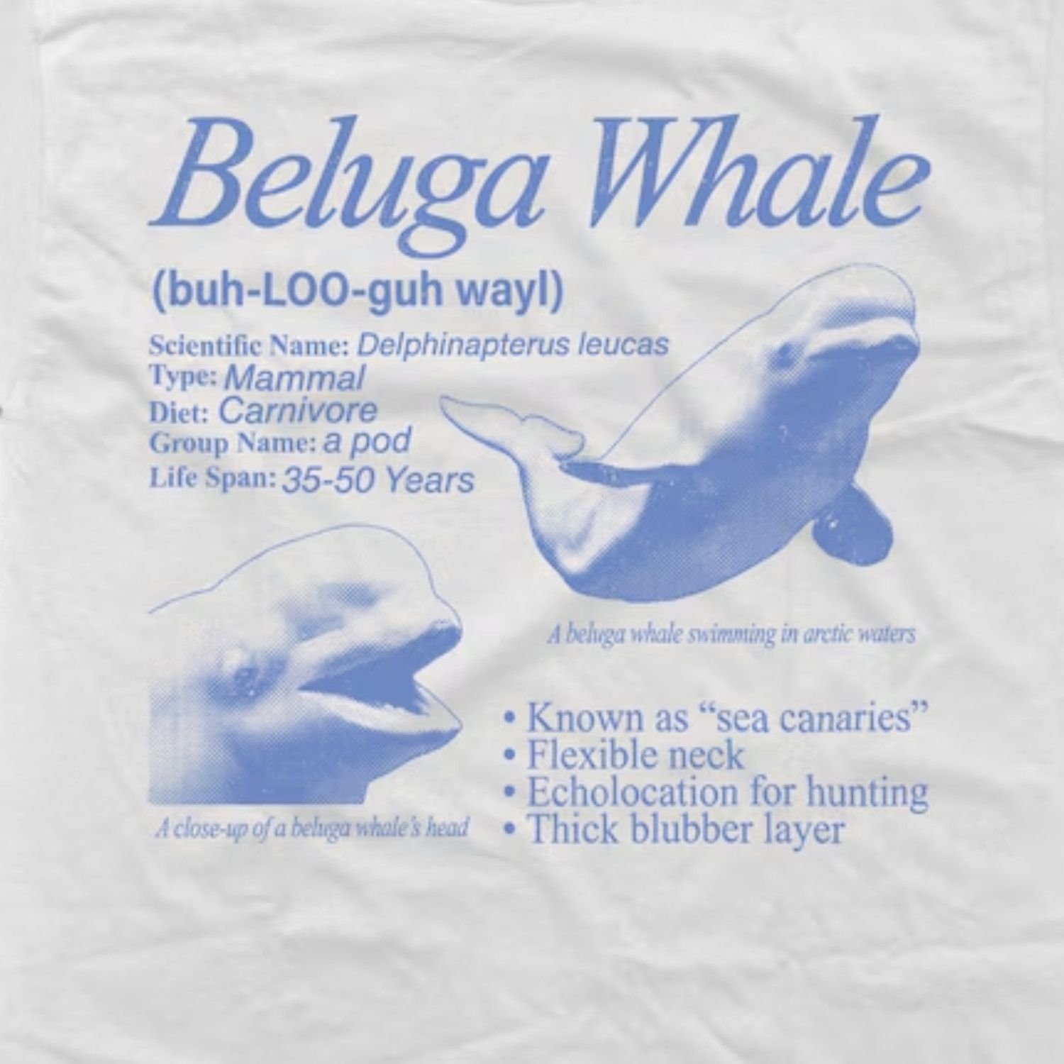 Japanese Brand Beluga Whale Vintage 90s Graphic T-Shirt, Retro Marine Tee Size US L / EU 52-54 / 3 - 2 Thumbnail