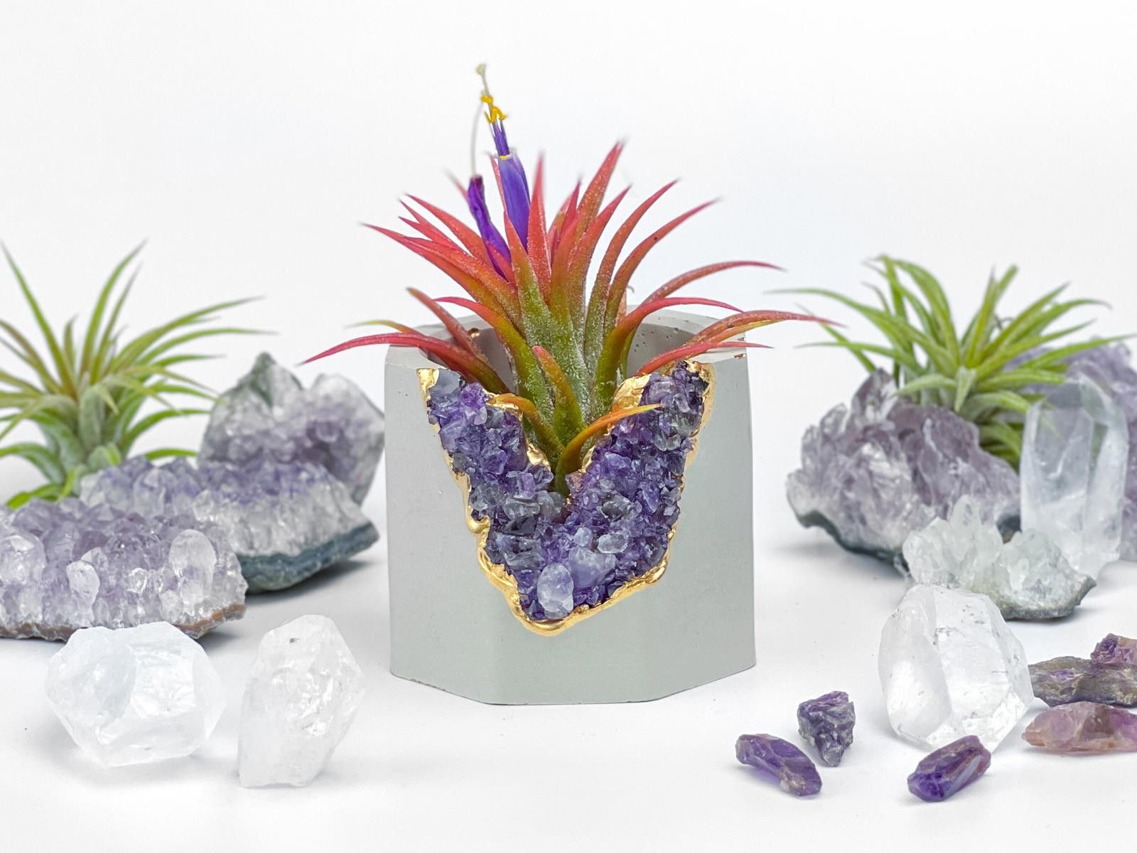 Other Purple Small Air Plant Holder Display Stand Fern Tillandsia Size ONE SIZE - 3 Thumbnail
