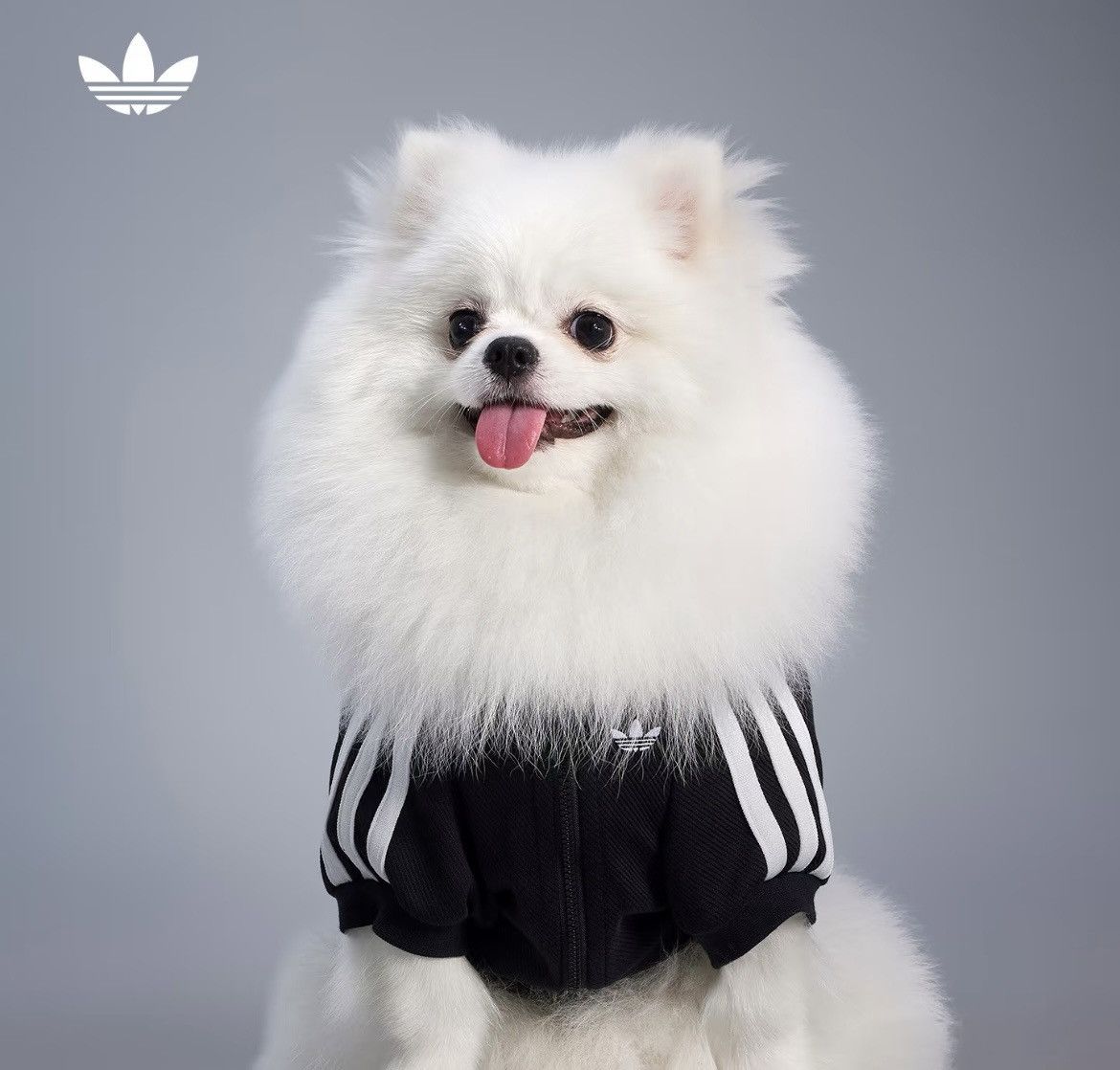 Adidas Adidas Originals Pet Tracksuit Zip-Up Jacket Dog Cat HZ6661 Size ONE SIZE - 2 Thumbnail