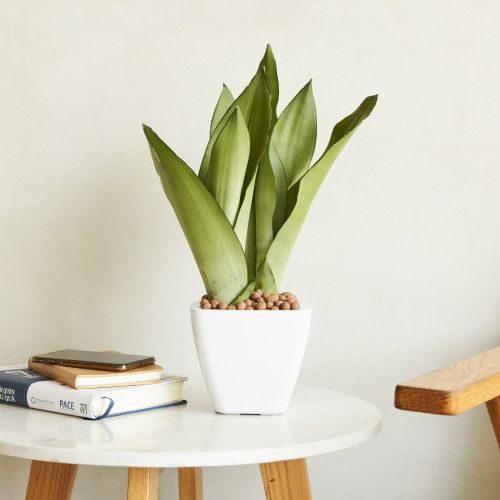 Designer × Homemade 2-Pack Smart Self-watering Planter Pot for Indoor and Outdoo Size US L / EU 52-54 / 3 - 3 Thumbnail
