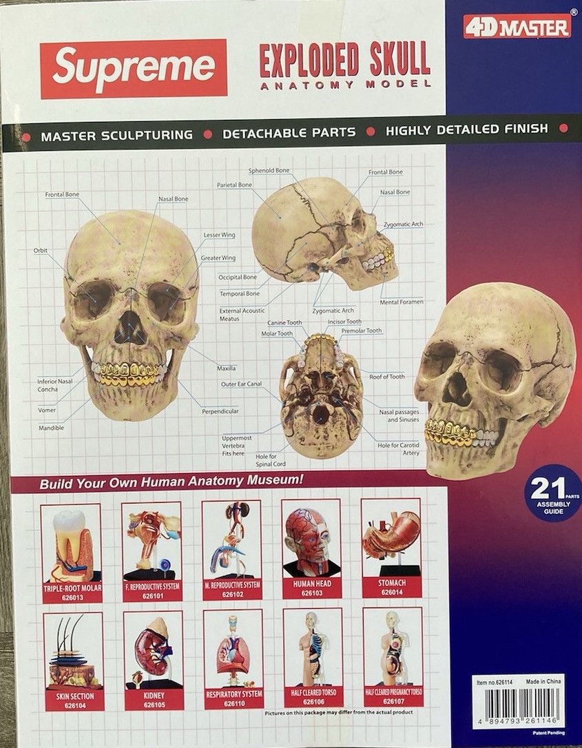 Supreme Supreme 4D Model Human Skull Size ONE SIZE - 2 Thumbnail