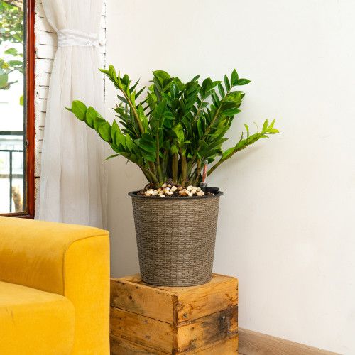 Designer × Homemade 13 in.Gray Wicker Self-watering Planter Size US L / EU 52-54 / 3 - 7 Thumbnail