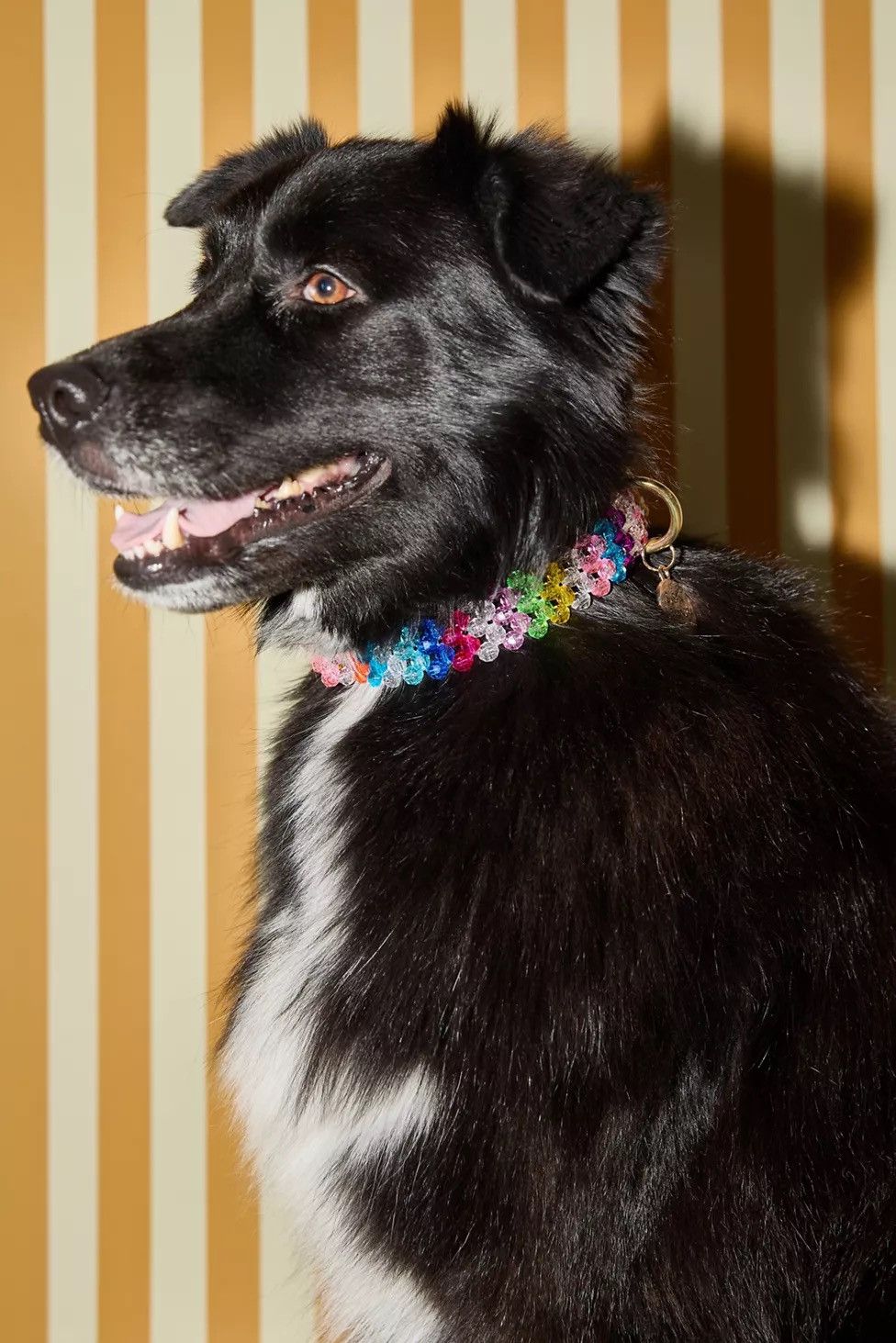 Other Susan Alexandra Beaded Dog Collar size S Size ONE SIZE - 1 Thumbnail