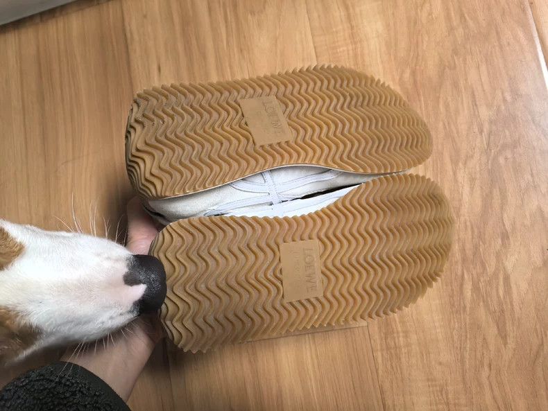Loewe LOEWE Sneakers for sports and training Size US 6.5 / IT 36.5 - 4 Thumbnail