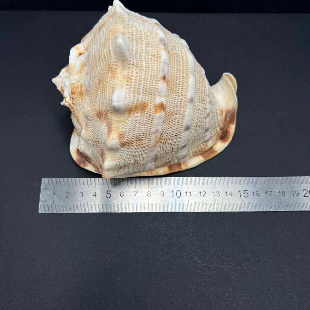 Other Large Helmet Shell Sea Snail Shell Collectible Ocean Decor Size ONE SIZE - 4 Thumbnail