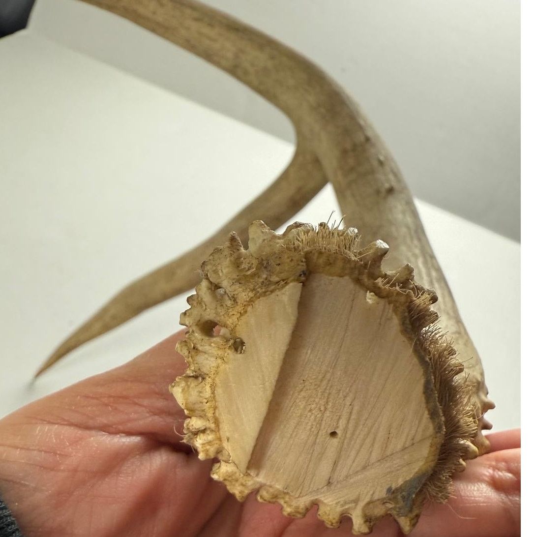 Other Real Deer Horn - Unique Home Decor Piece Size ONE SIZE - 3 Thumbnail