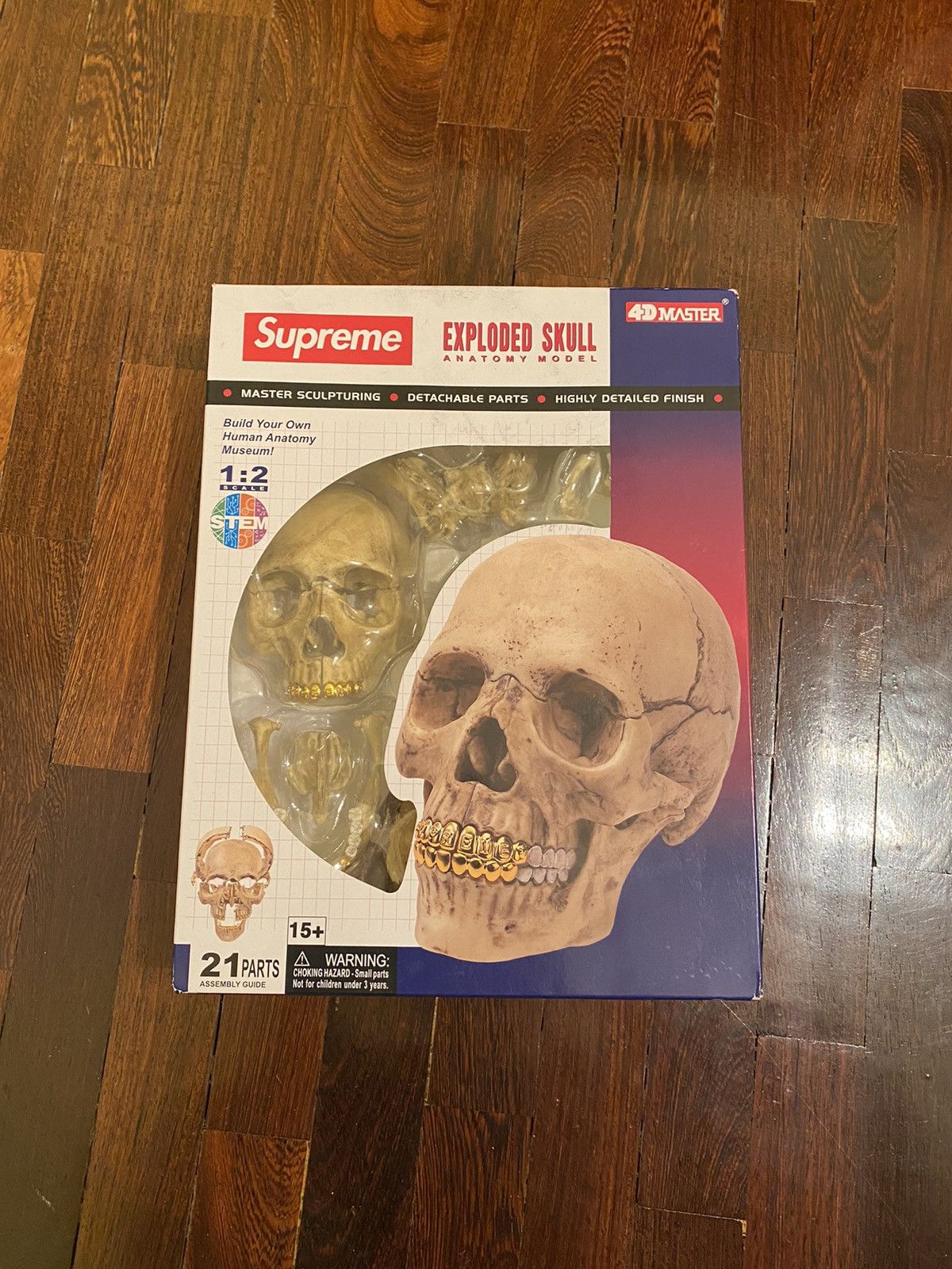 Supreme 4D Model Human Skull 