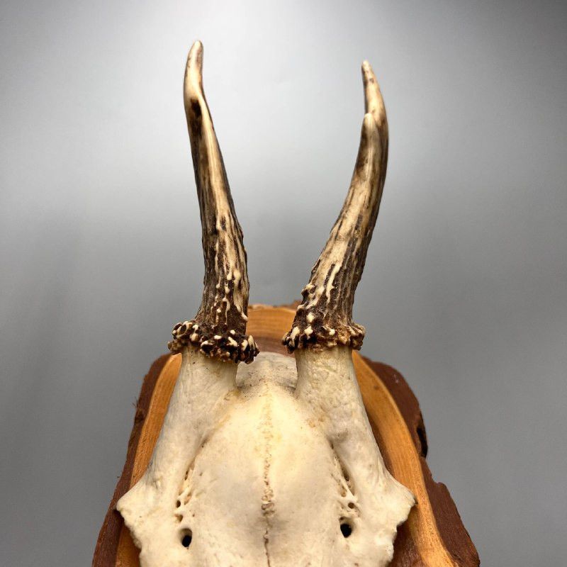 Vintage Roe Deer Antler Mount on Wooden Plaque Rustic Cabin