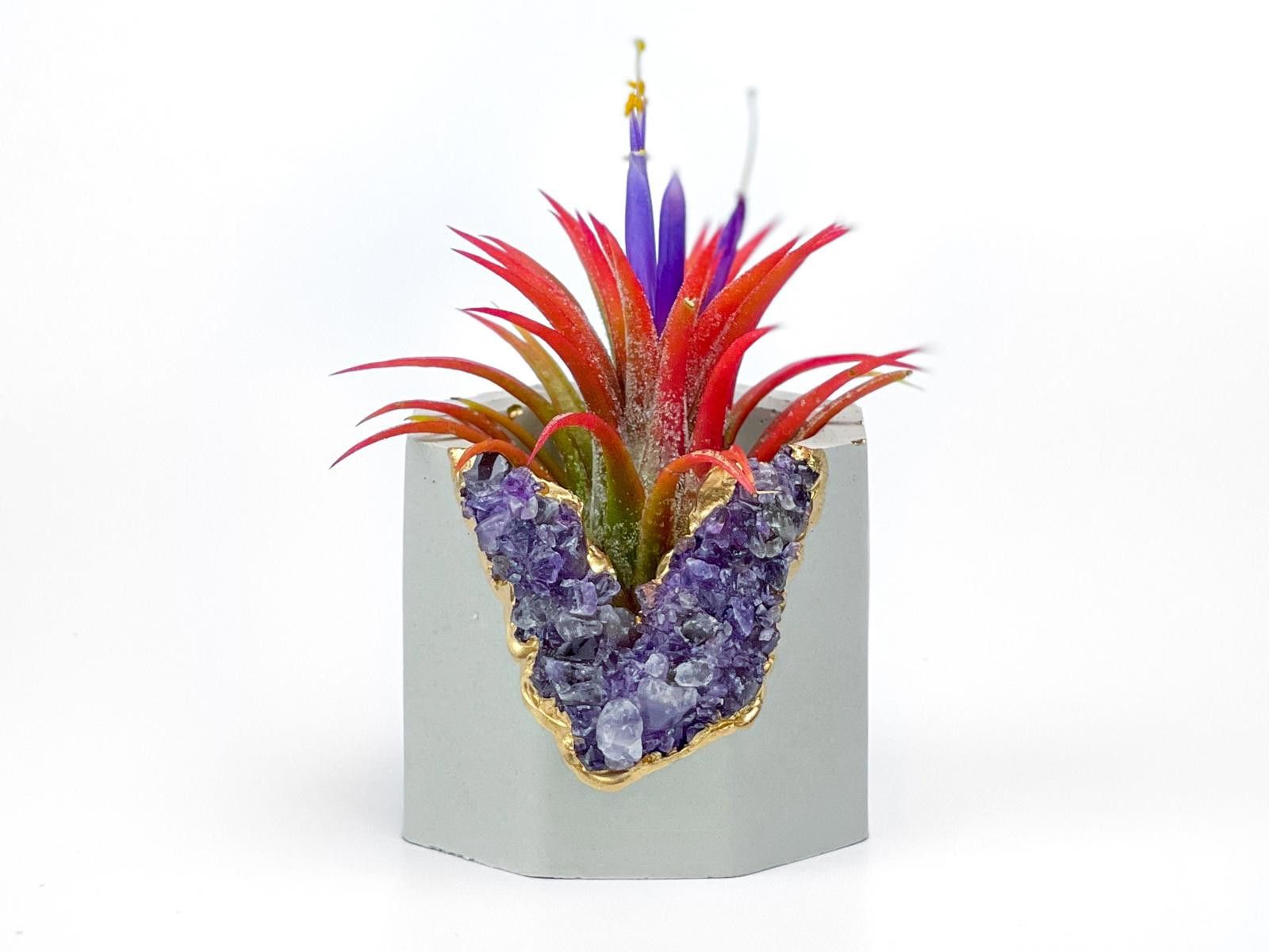 Other Purple Small Air Plant Holder Display Stand Fern Tillandsia Size ONE SIZE - 2 Thumbnail