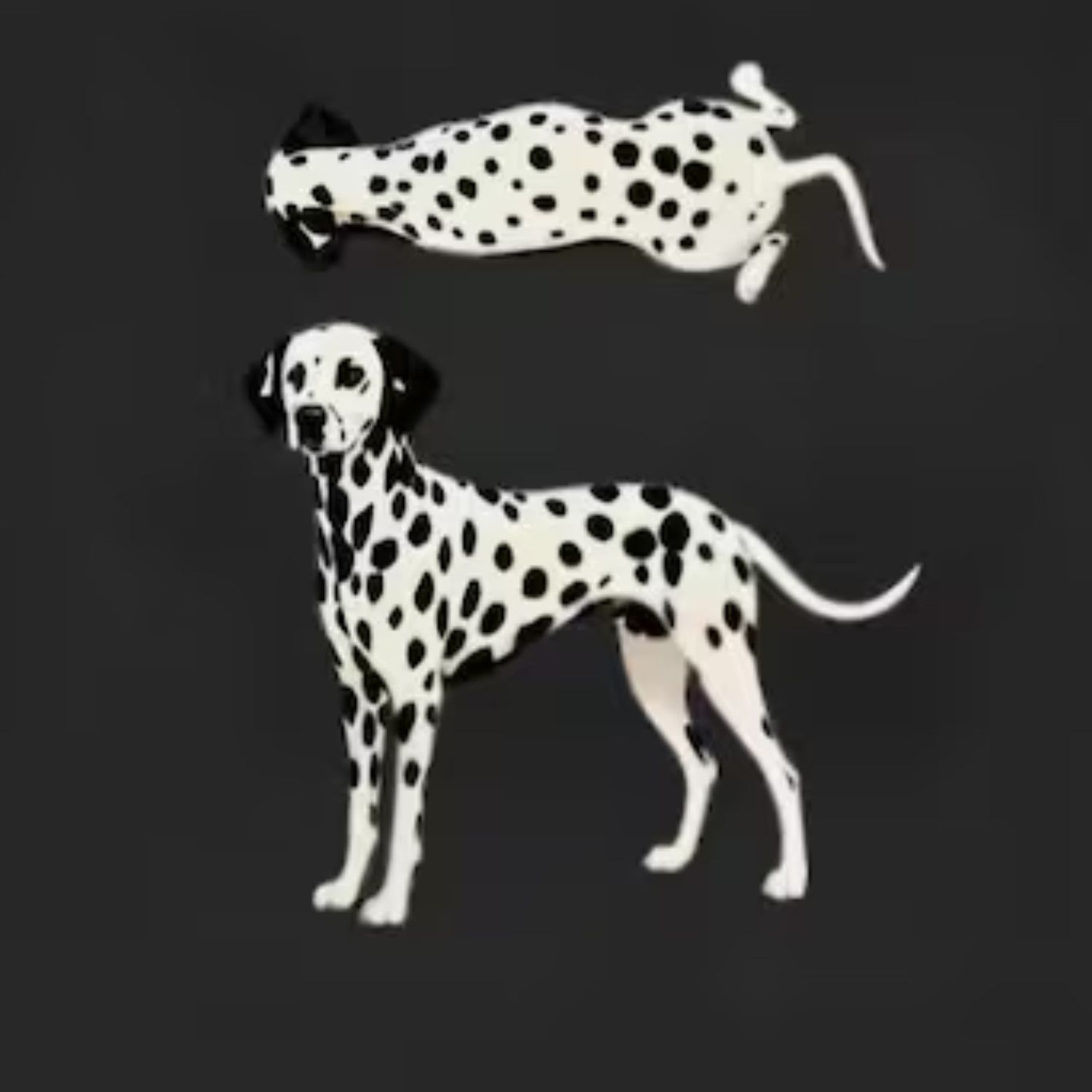 Japanese Brand Dalmatian dog Graphic Shirt ,Spotted Dog Artwork, Pet Lover Size US L / EU 52-54 / 3 - 2 Thumbnail