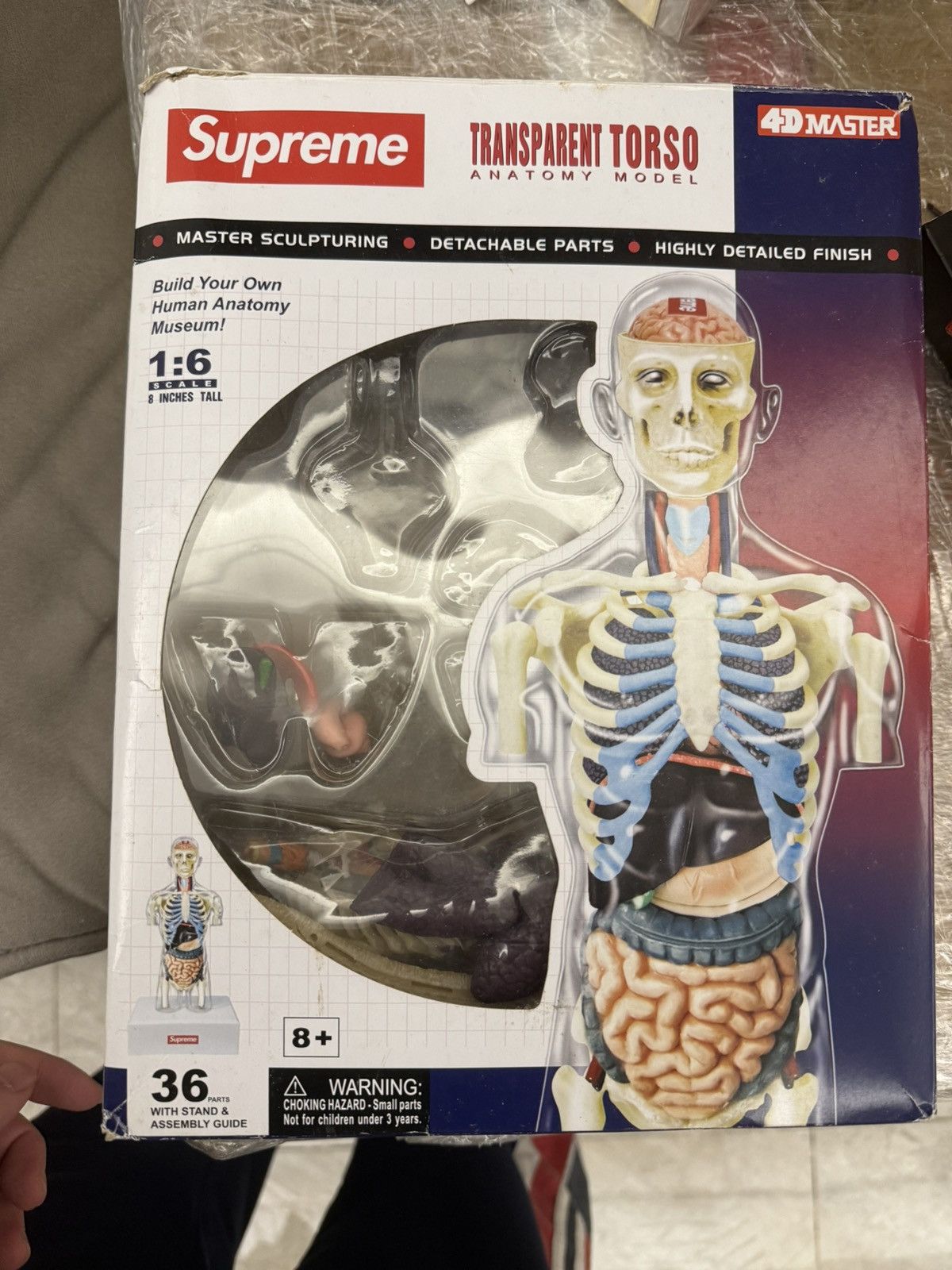 Supreme Supreme male Anatomy Model Clear transparent Torso Size ONE SIZE - 1 Thumbnail
