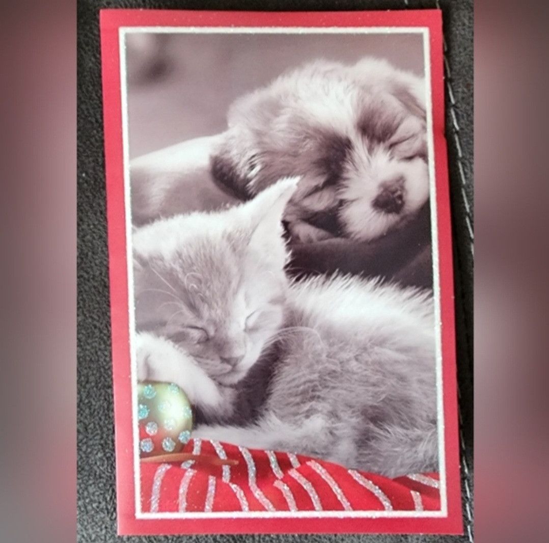 Other American Greetings Puppy Kitten Holiday Boxed Cards 6 Count Size ONE SIZE - 2 Thumbnail