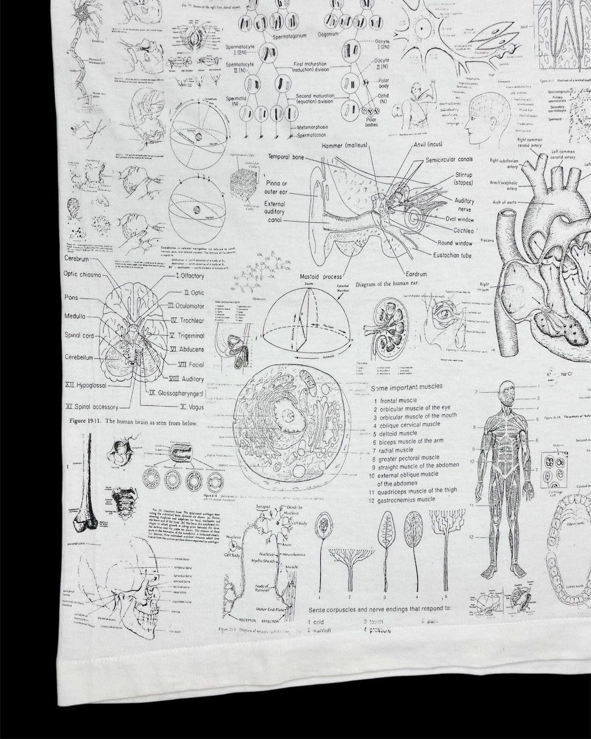 Vintage 1990s Blinded by Science Test Answer Anatomy Tee Size US M / EU 48-50 / 2 - 10 Thumbnail