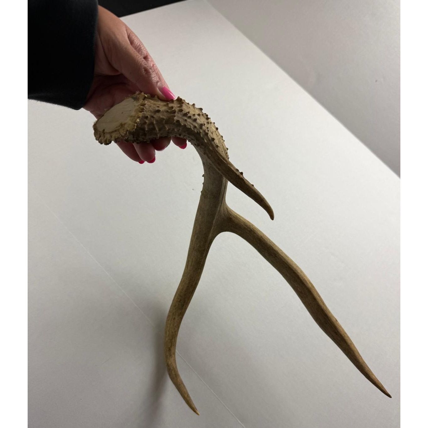 Other Real Deer Horn - Unique Home Decor Piece Size ONE SIZE - 2 Thumbnail