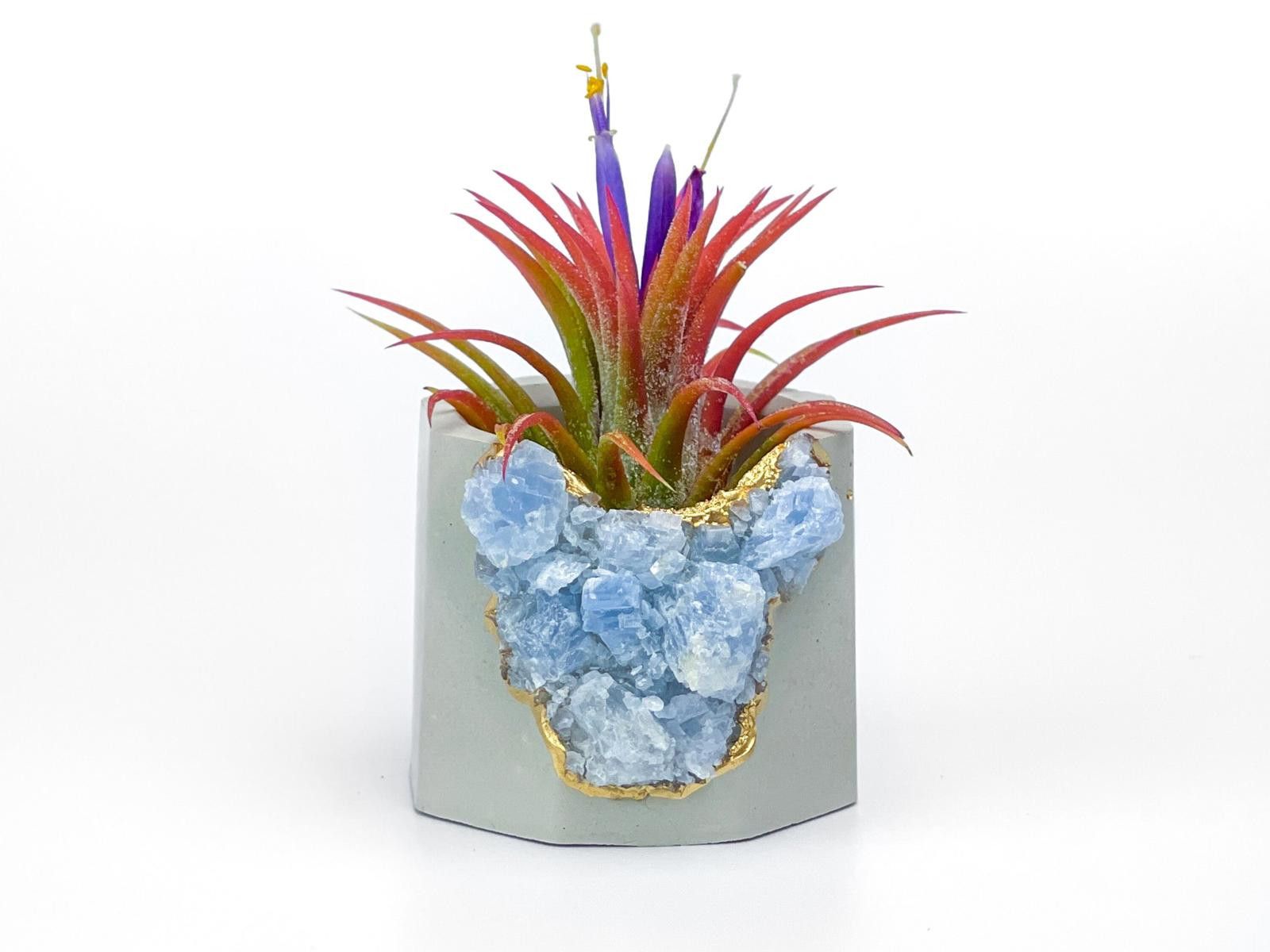 Other Succulent Crystal Planter | Geode Planter | Raw Blue Calcite Size ONE SIZE - 2 Thumbnail
