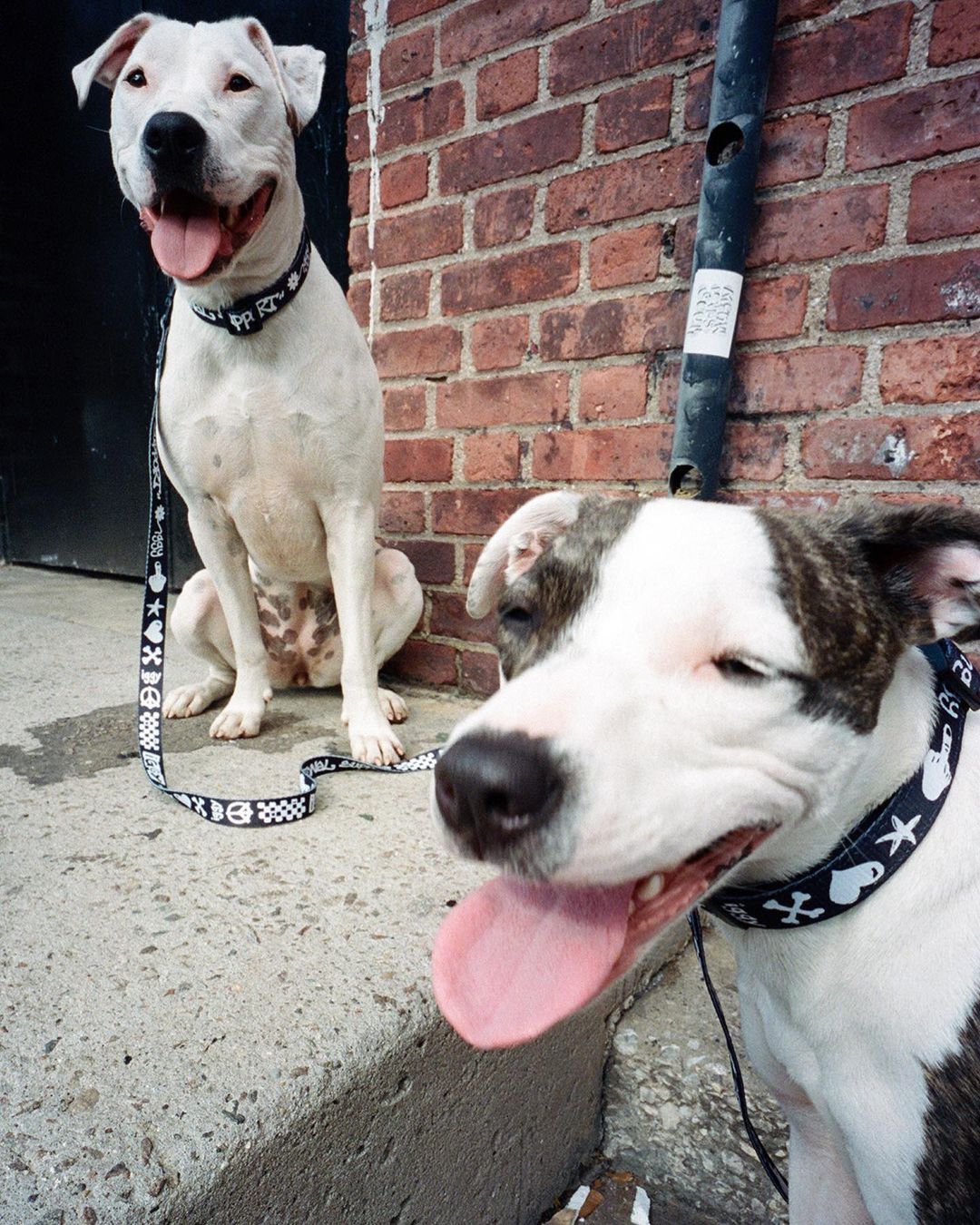 Iggy IGGY NYC DOG COLLAR AND LEASH SET Size ONE SIZE - 8 Thumbnail
