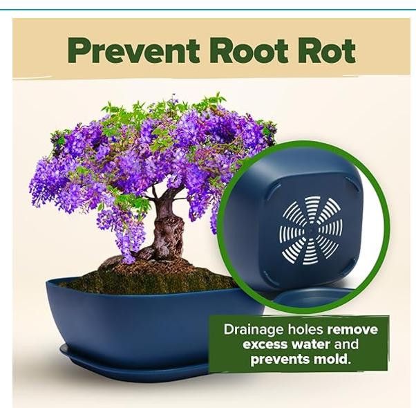 NBDN Nobrandedon Complete Bonsai Starter Kit w/ 6 Seed Varieties - Unique Size ONE SIZE - 7 Thumbnail