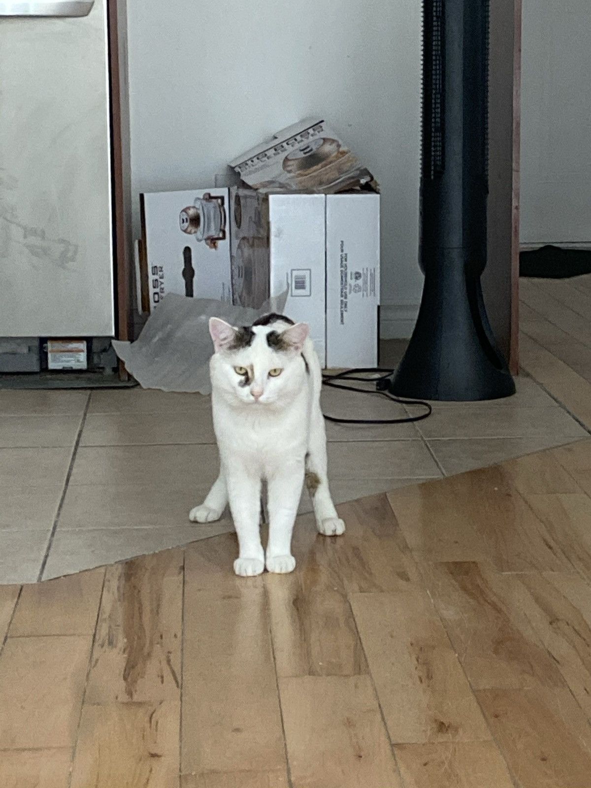 Designer "Oscar" Size ONE SIZE - 8 Thumbnail
