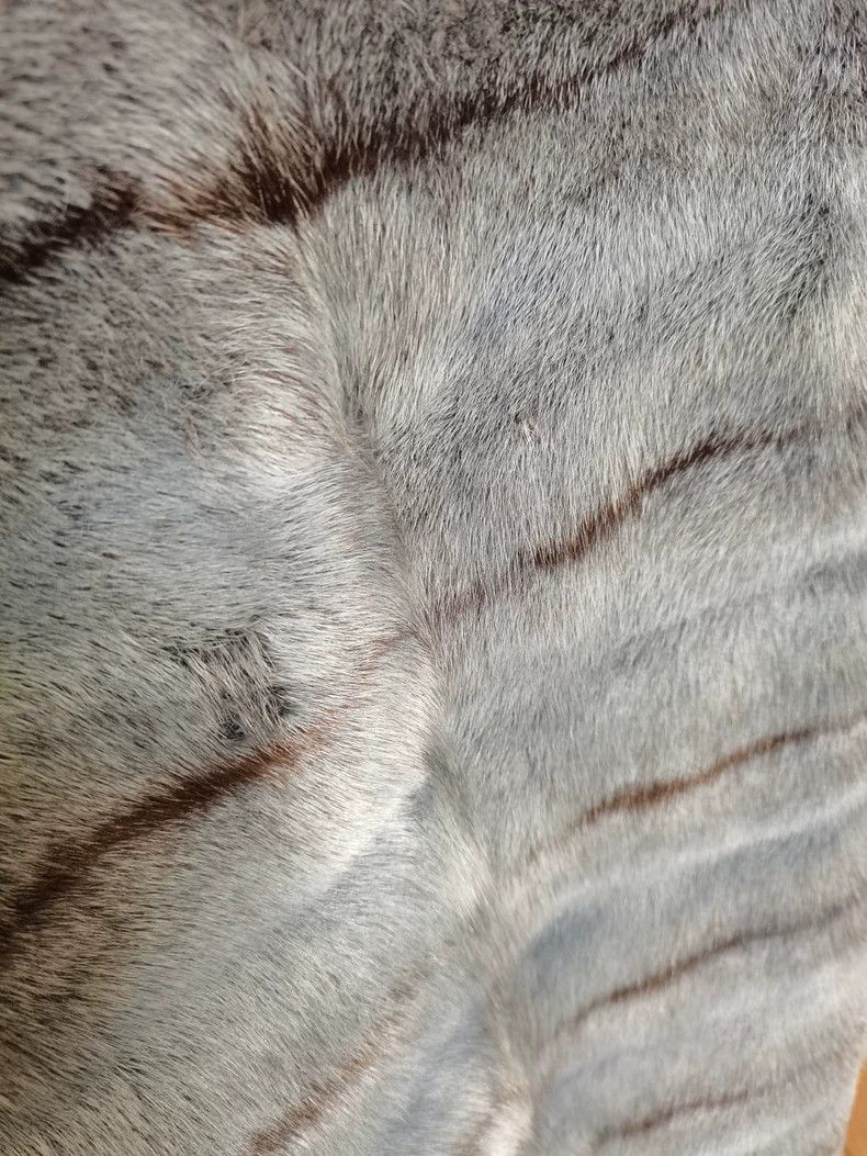 Fendi FENDI Mink fur coat Size XS / US 0-2 / IT 36-38 - 6 Thumbnail