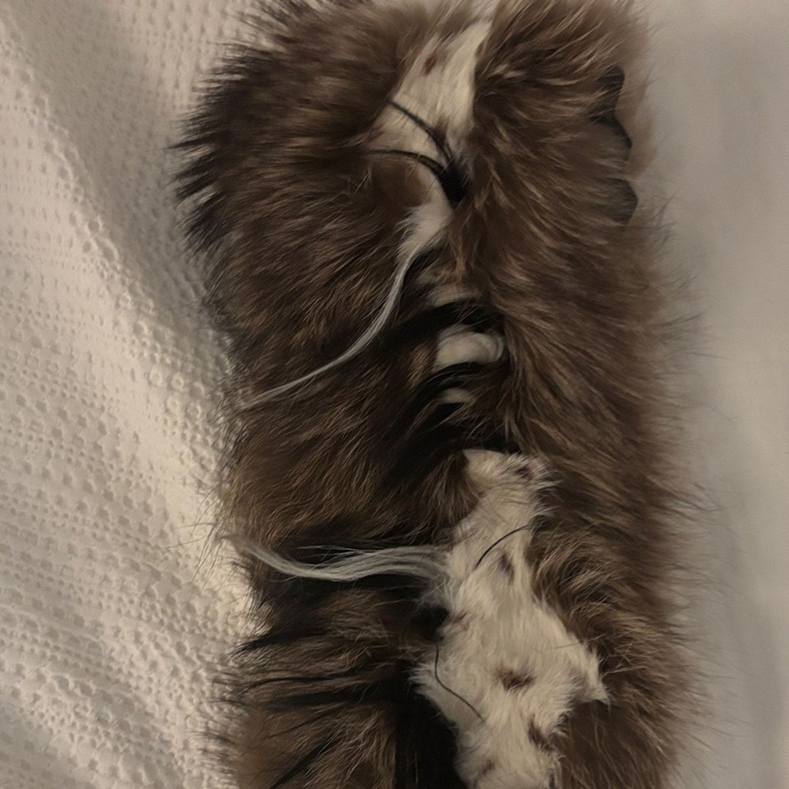 Gianfranco Ferre NWT Gianfranco Ferré Real Fur Collar Scarf Size ONE SIZE - 8 Thumbnail