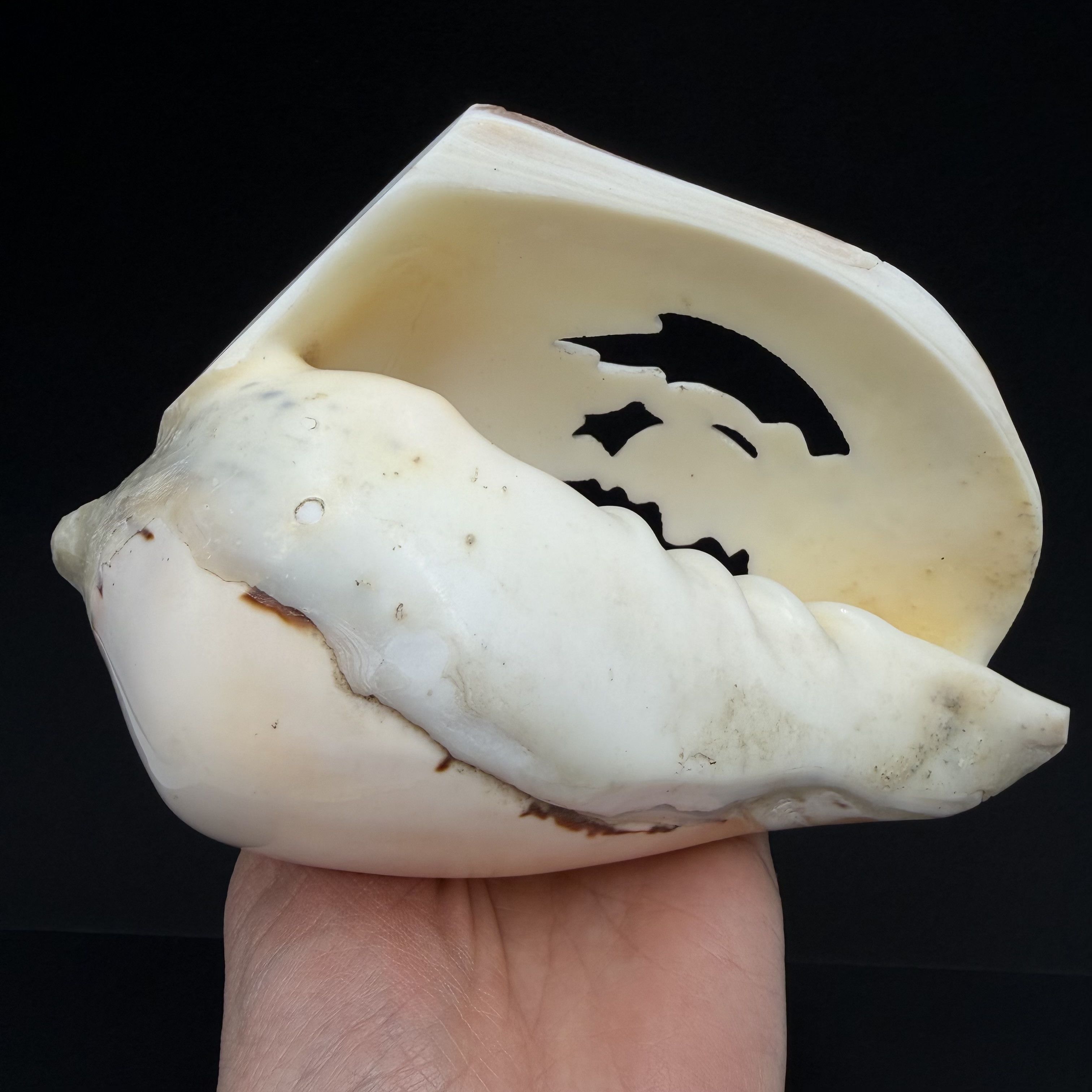 Vintage Vintage Hand Carved Conch Shell Fish Decor Natural Sea Shell Size ONE SIZE - 6 Thumbnail