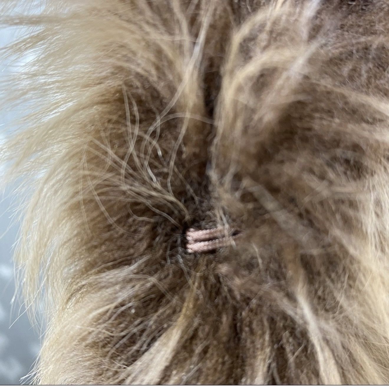 Ralph Lauren Ralph Lauren Fall/Winter '11 Lamb Shearling Vest Size S / US 4 / IT 40 - 14 Thumbnail