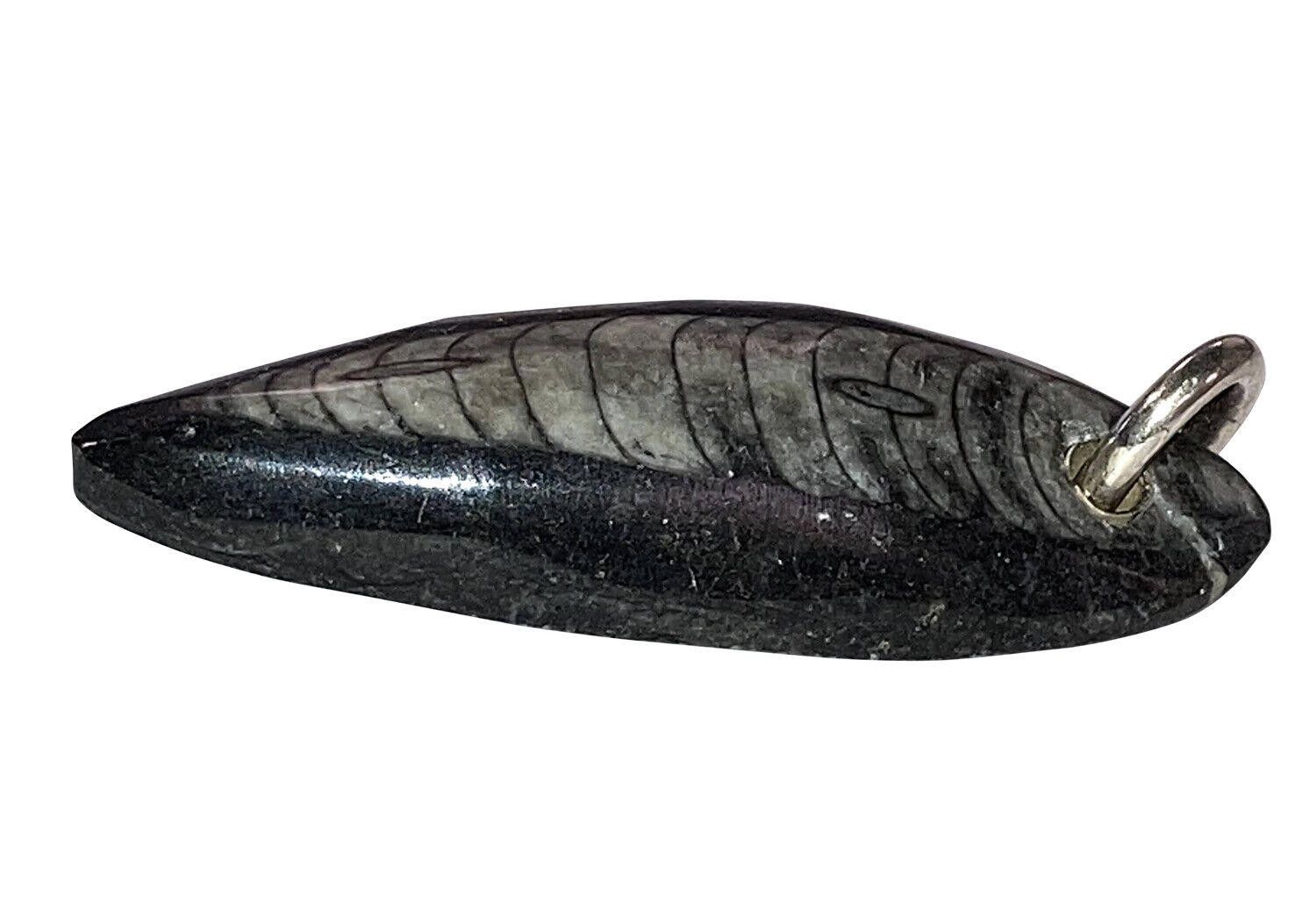 Handmade Hand Made Sterling Silver Polished Orthoceras Fossil Pendant Size ONE SIZE - 2 Thumbnail