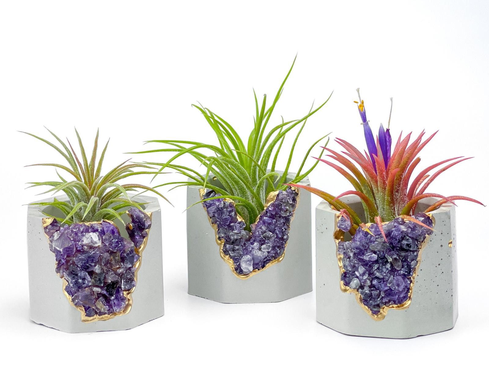 Other Purple Small Air Plant Holder Display Stand Fern Tillandsia Size ONE SIZE - 1 Thumbnail