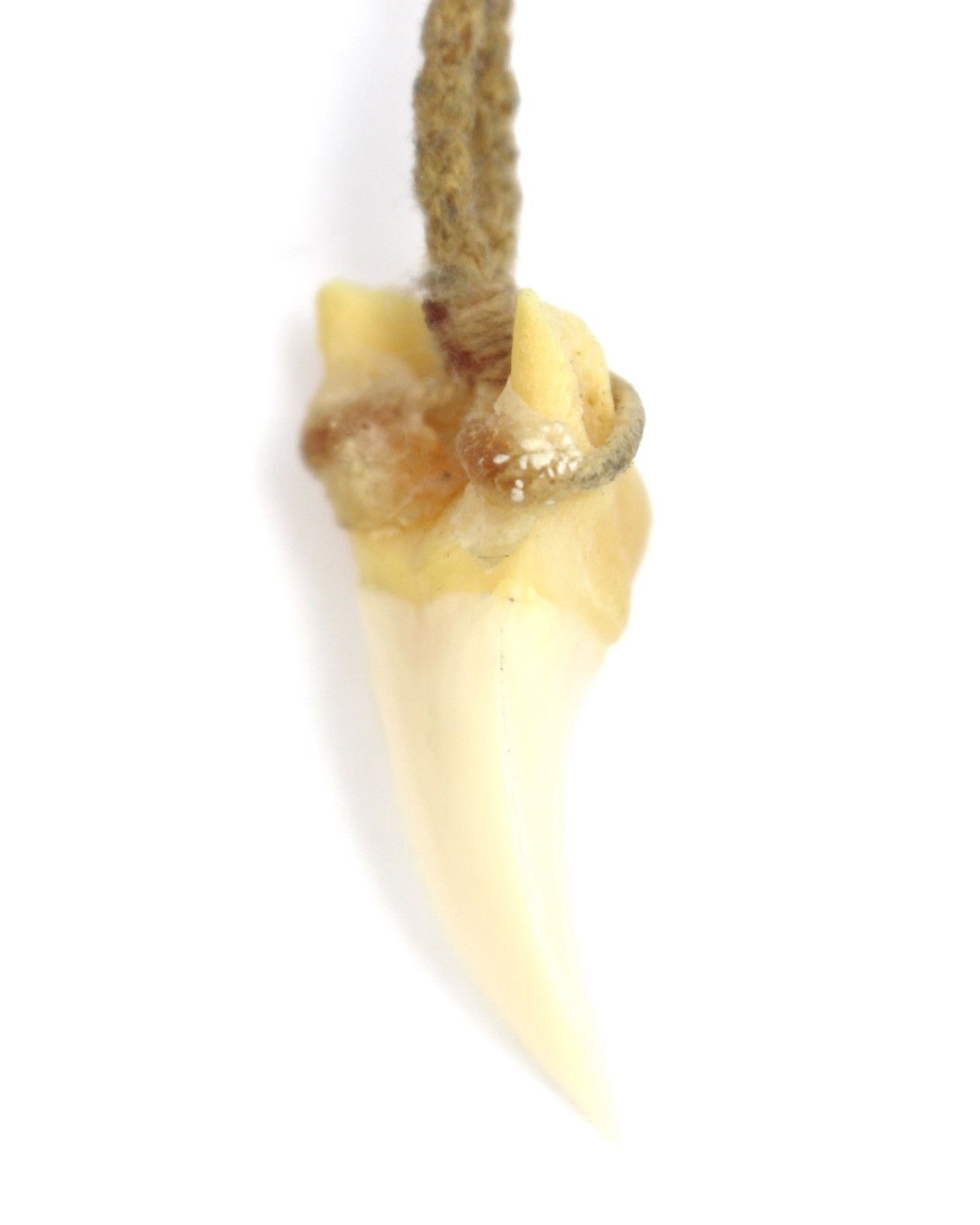 If Six Was Nine 2000S JAPANESE MADE NATURAL IVORY TONE FANG NECKLACE Size ONE SIZE - 3 Thumbnail