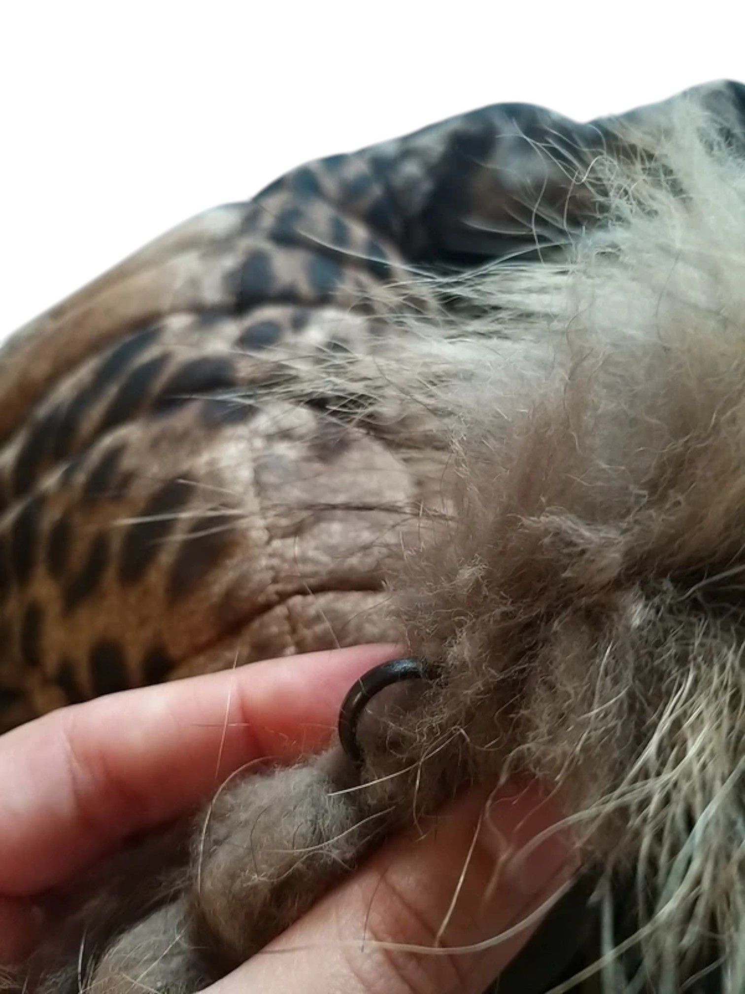 Just Cavalli Class Roberto Cavalli Reversible Leopard Print Fur Coat Size M / US 6-8 / IT 42-44 - 9 Thumbnail