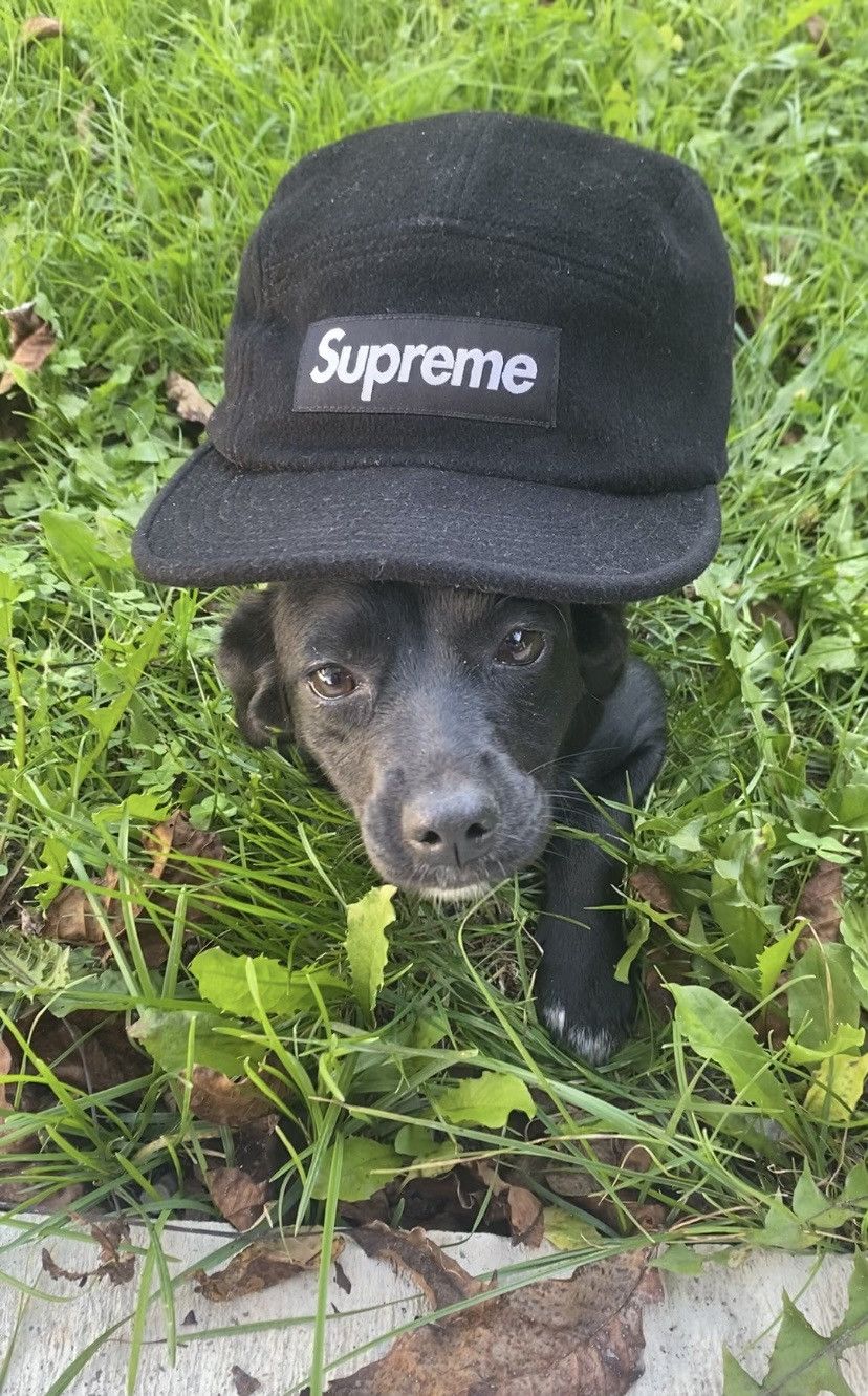 supreme cap black