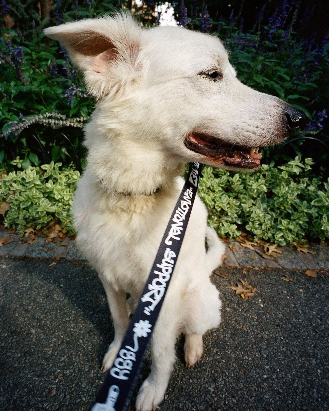 Iggy IGGY NYC DOG COLLAR AND LEASH SET Size ONE SIZE - 7 Thumbnail