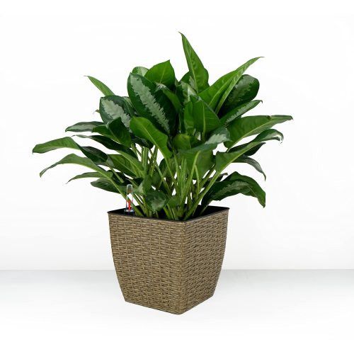 Designer × Homemade 2-Pack Self-watering Planter - Hand Woven Wicker - Thin Squa Size US L / EU 52-54 / 3 - 1 Thumbnail